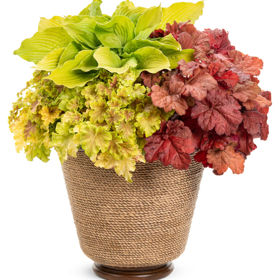 Proven Winners® Primo® 'Mahogany Monster' Coral Bells (Heuchera)