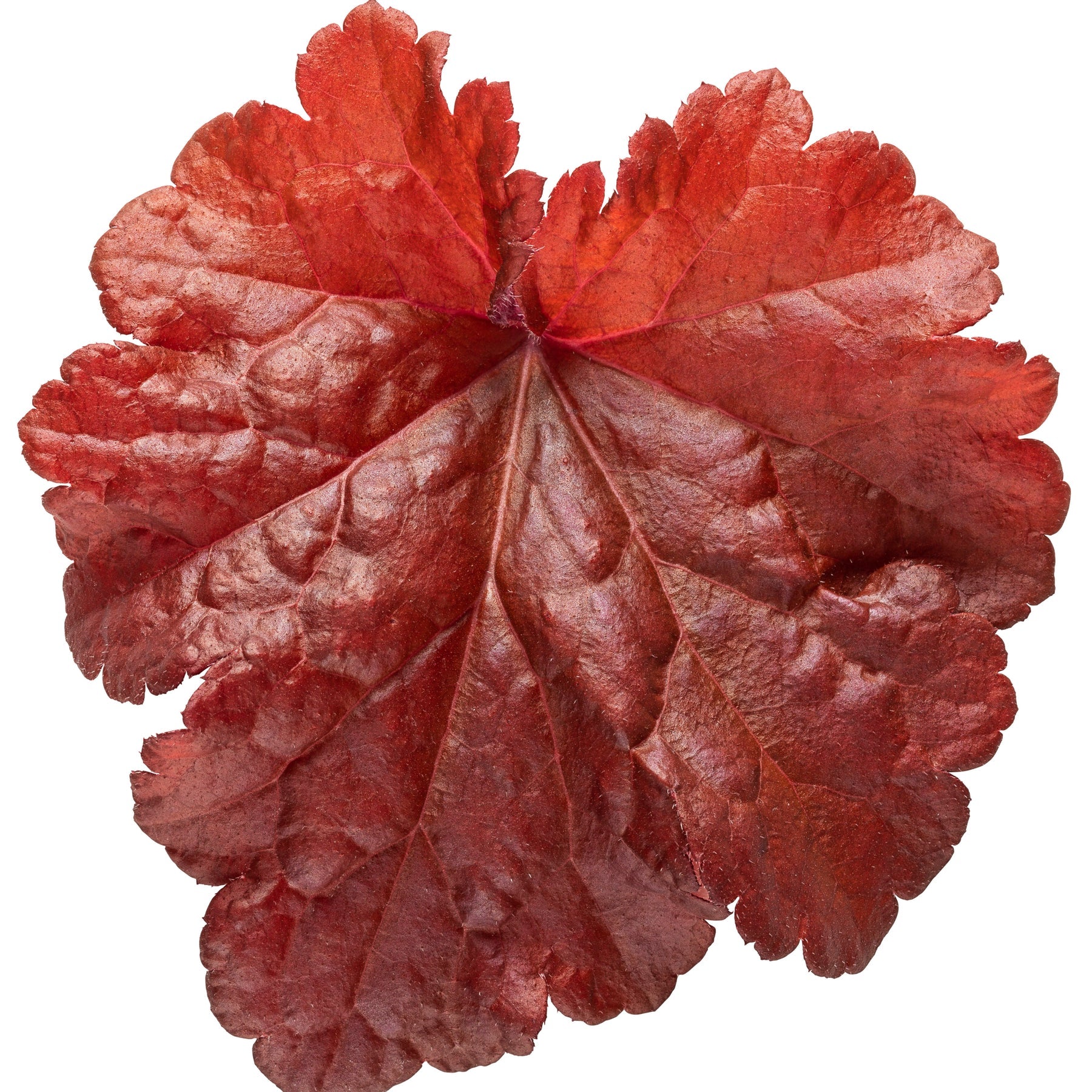 Proven Winners® Primo® 'Mahogany Monster' Coral Bells (Heuchera)