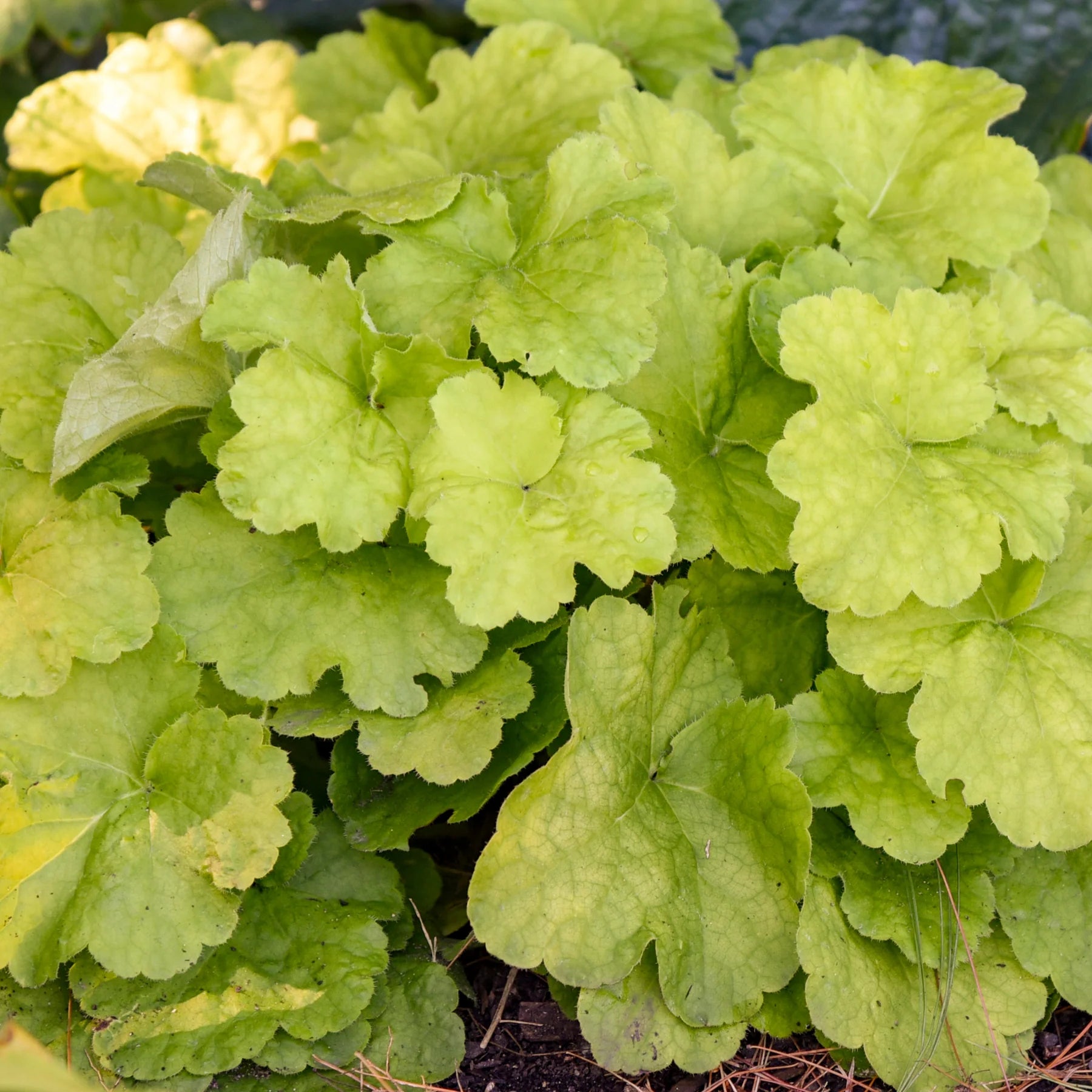 Proven Winners® Primo® 'Pistachio Ambrosia' Coral Bells (Heuchera)