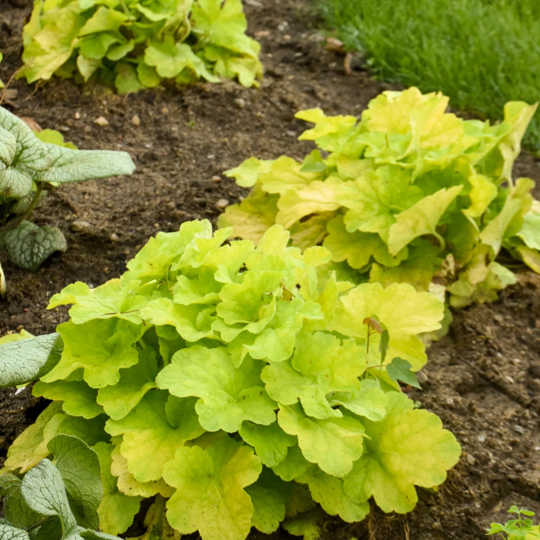 Proven Winners® Primo® 'Pistachio Ambrosia' Coral Bells (Heuchera)