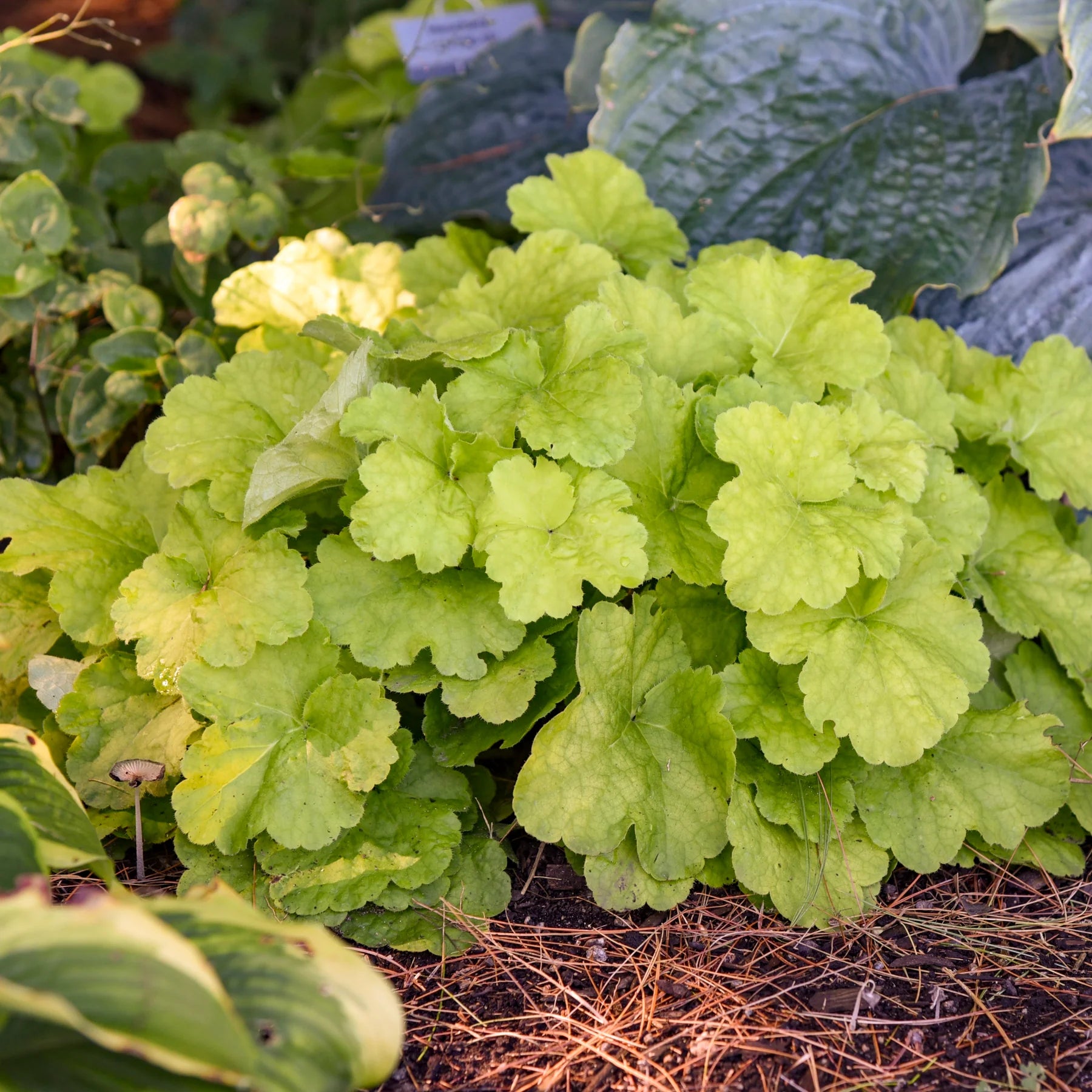 Proven Winners® Primo® 'Pistachio Ambrosia' Coral Bells (Heuchera)