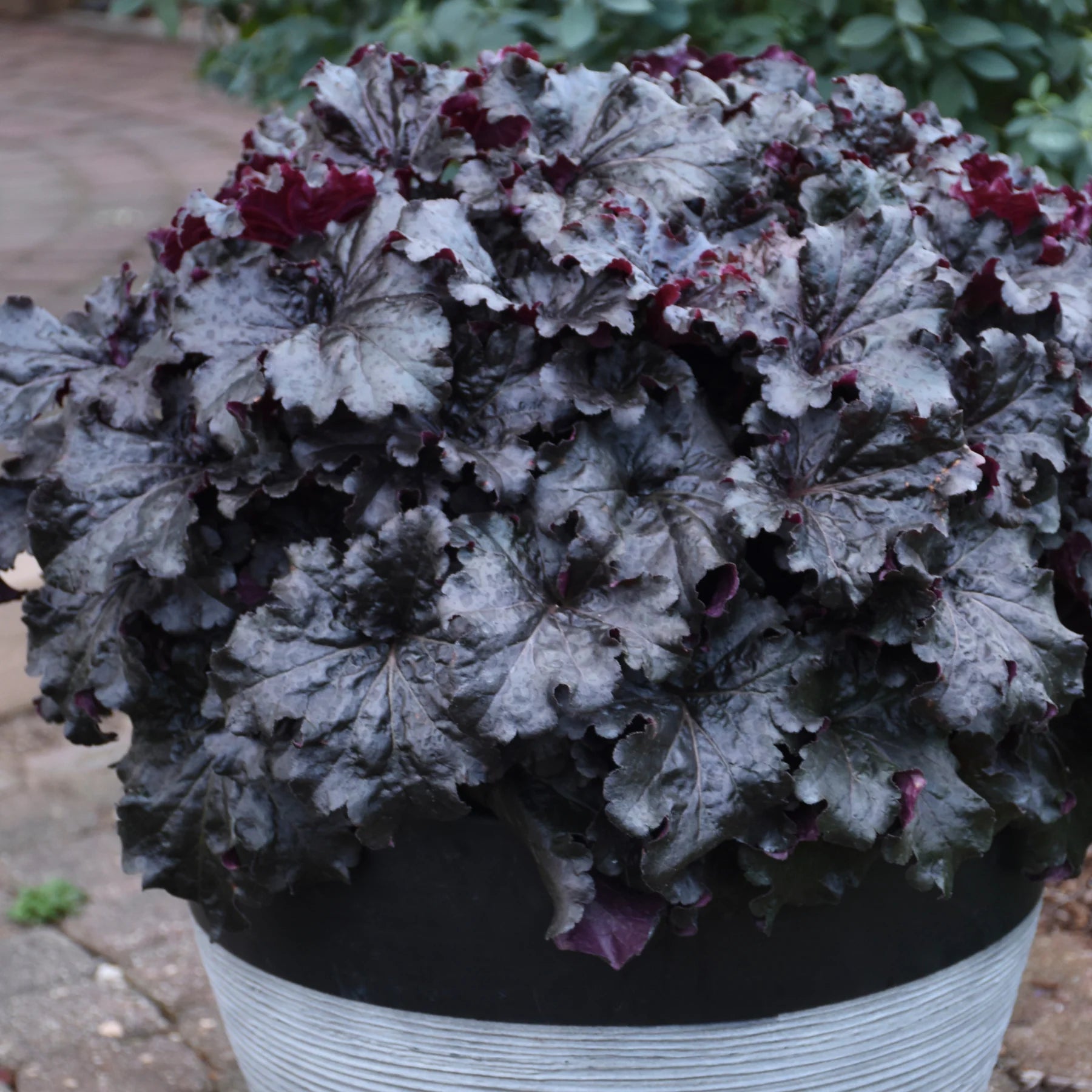 Proven Winners® Dressed Up® 'Evening Gown' Coral Bells (Heuchera)