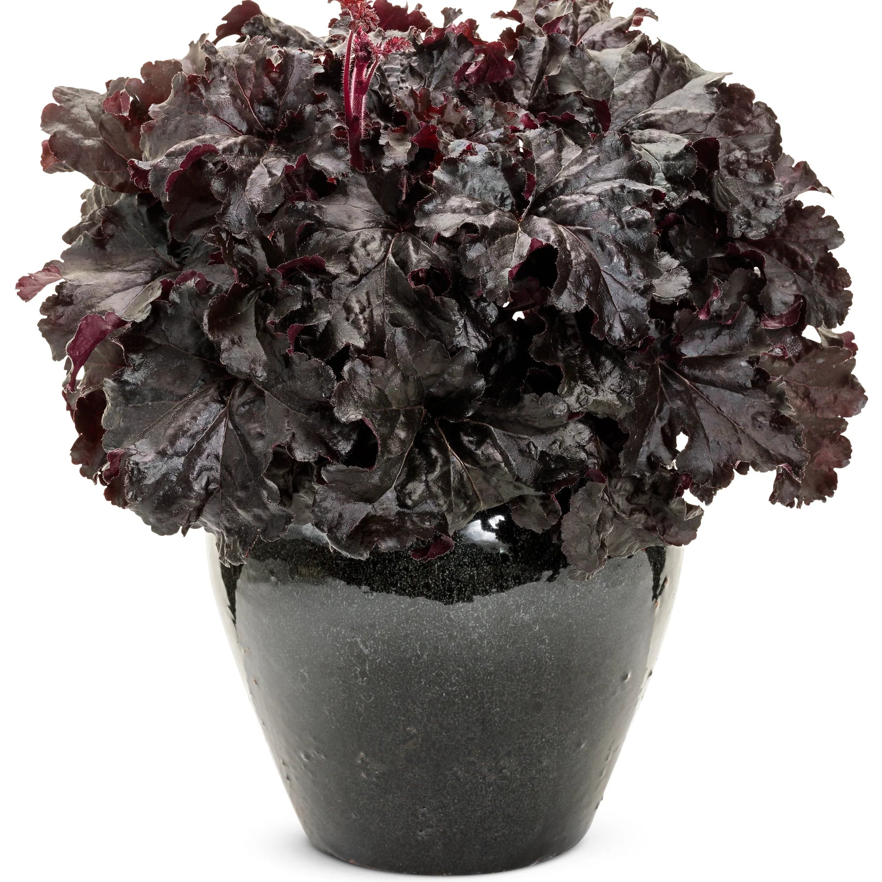 Proven Winners® Dressed Up® 'Evening Gown' Coral Bells (Heuchera)