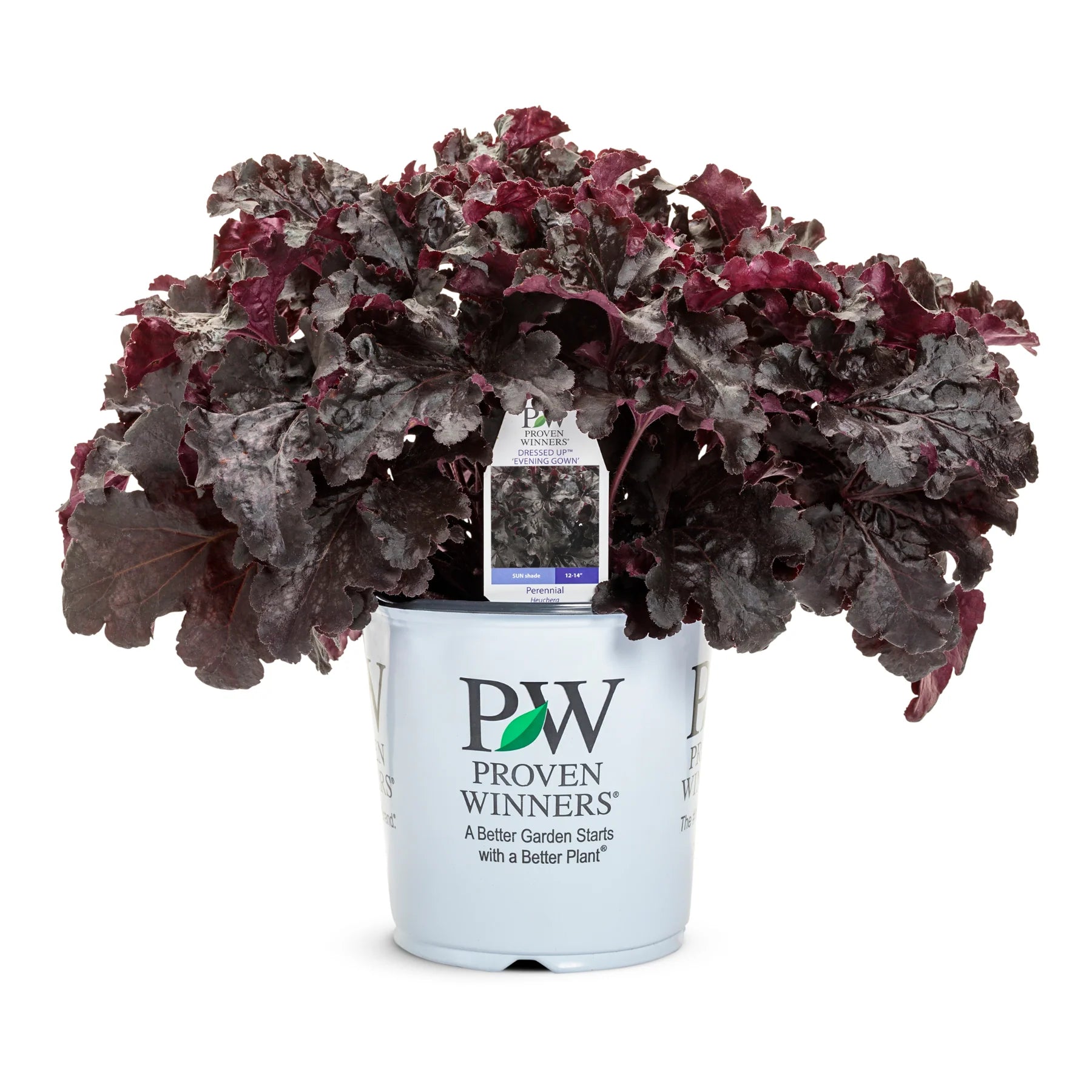 Proven Winners® Dressed Up® 'Evening Gown' Coral Bells (Heuchera)