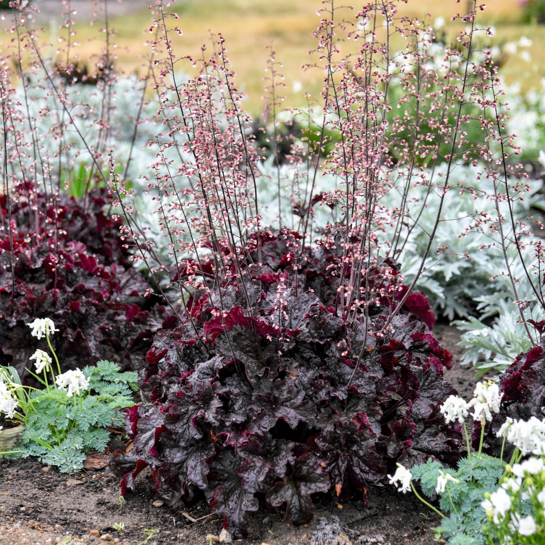 Proven Winners® Dressed Up® 'Evening Gown' Coral Bells (Heuchera)