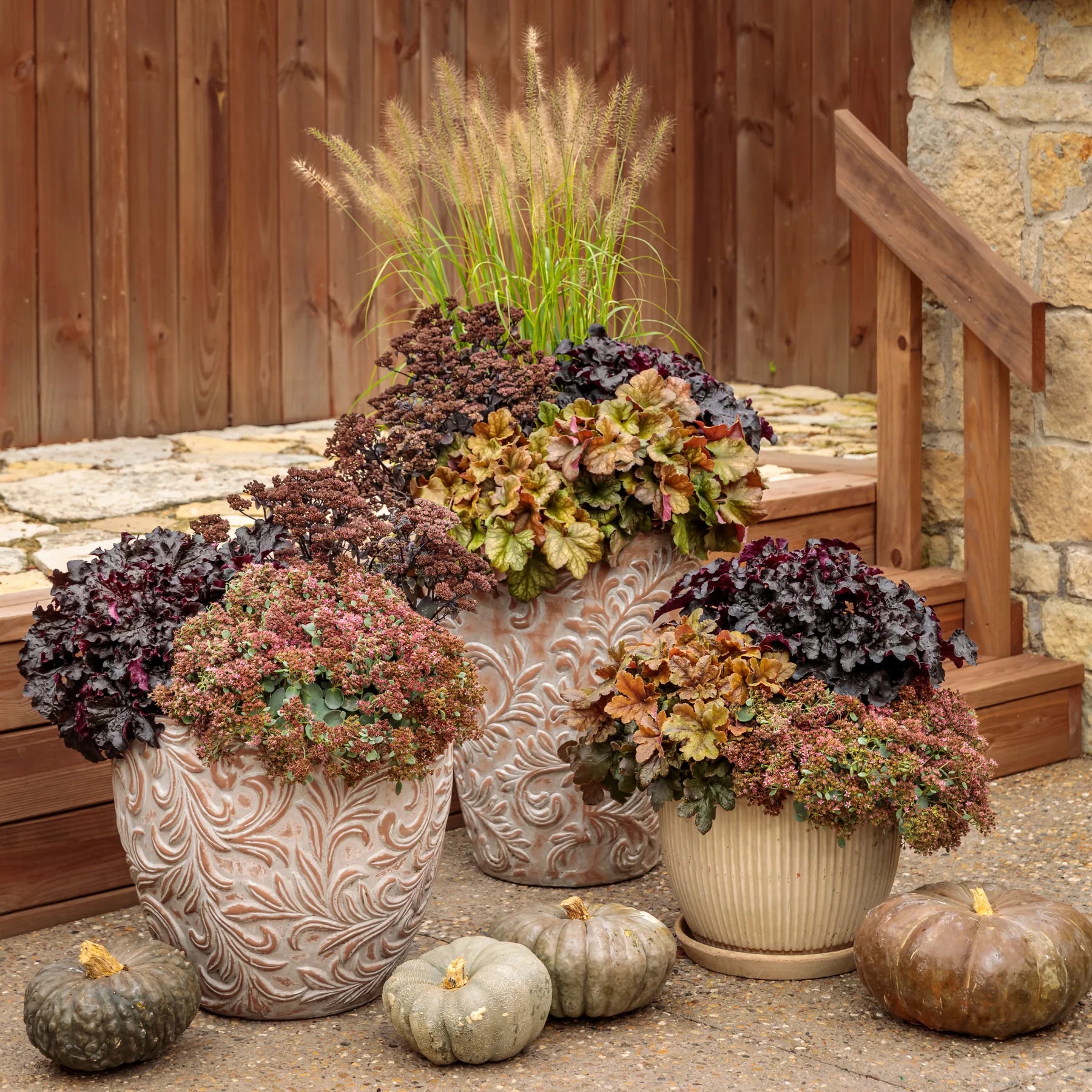 Proven Winners® Dressed Up® 'Evening Gown' Coral Bells (Heuchera)