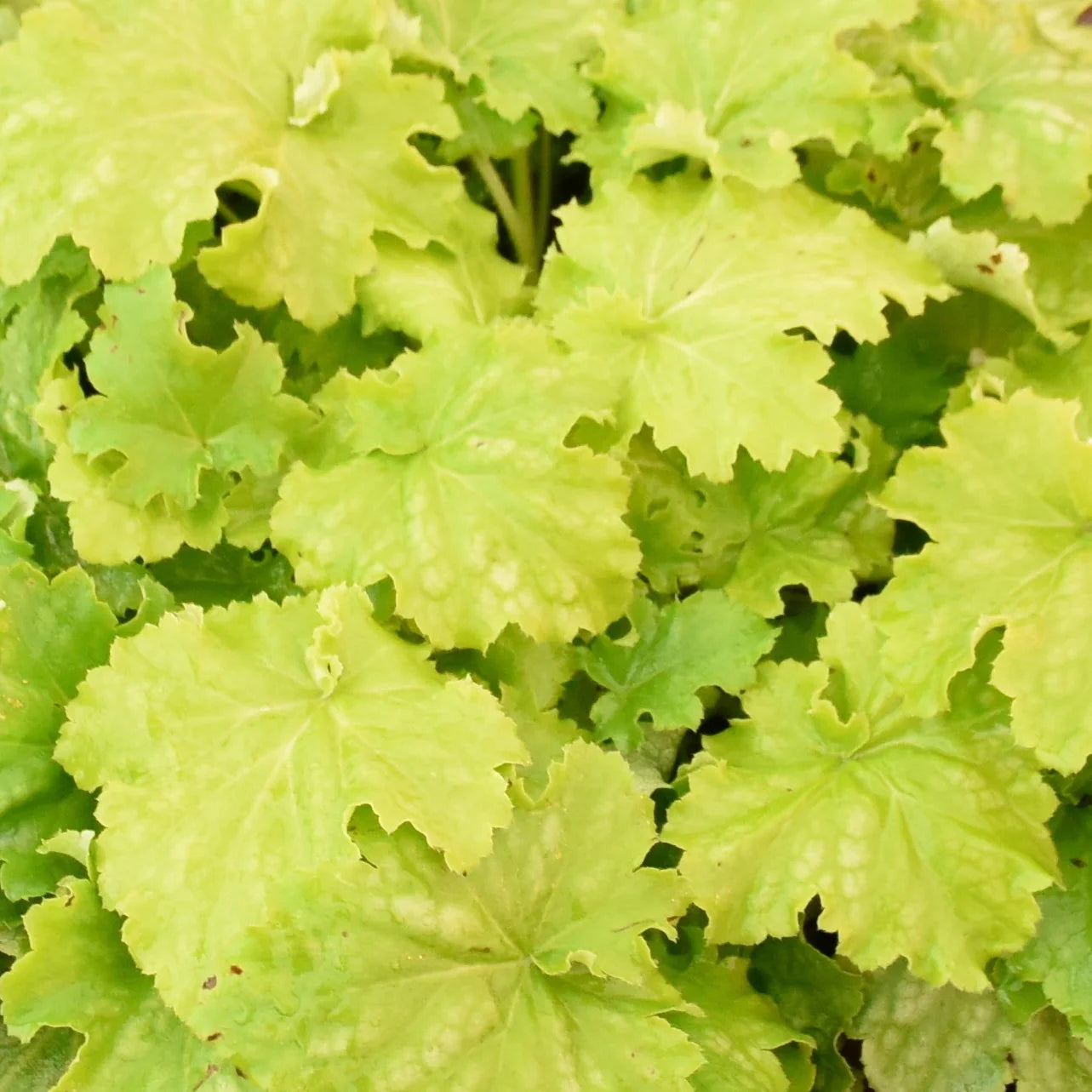 Proven Winners® Dressed Up® 'Ball Gown' Coral Bells (Heuchera)