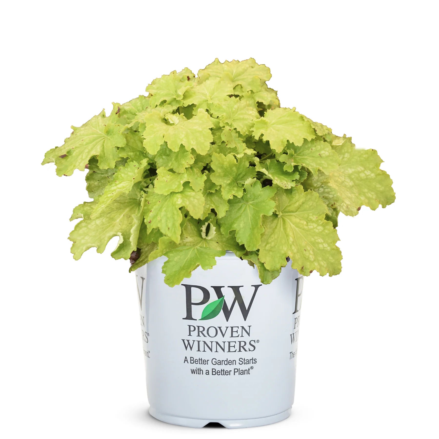 Proven Winners® Dressed Up® 'Ball Gown' Coral Bells (Heuchera)