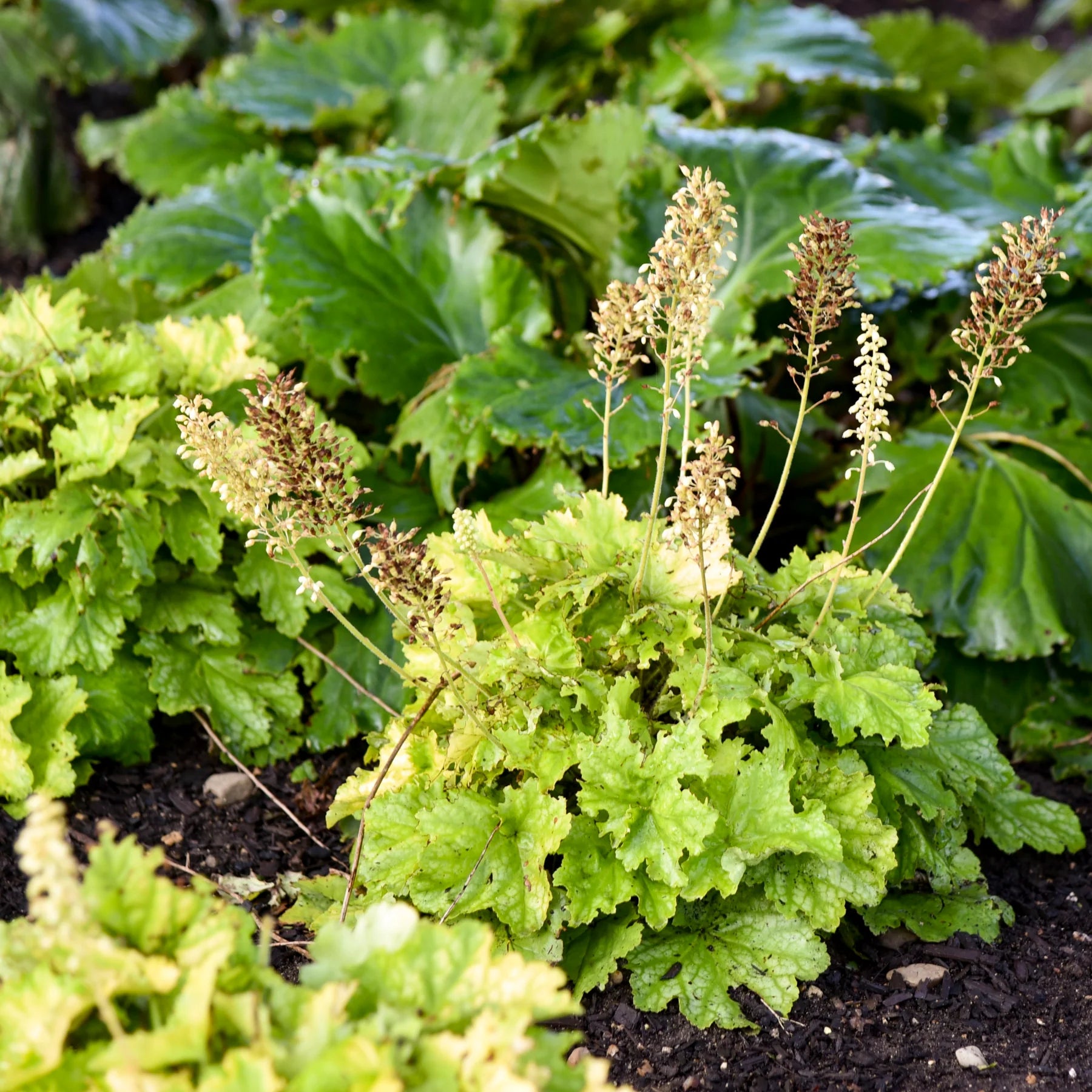 Proven Winners® Dressed Up® 'Ball Gown' Coral Bells (Heuchera)