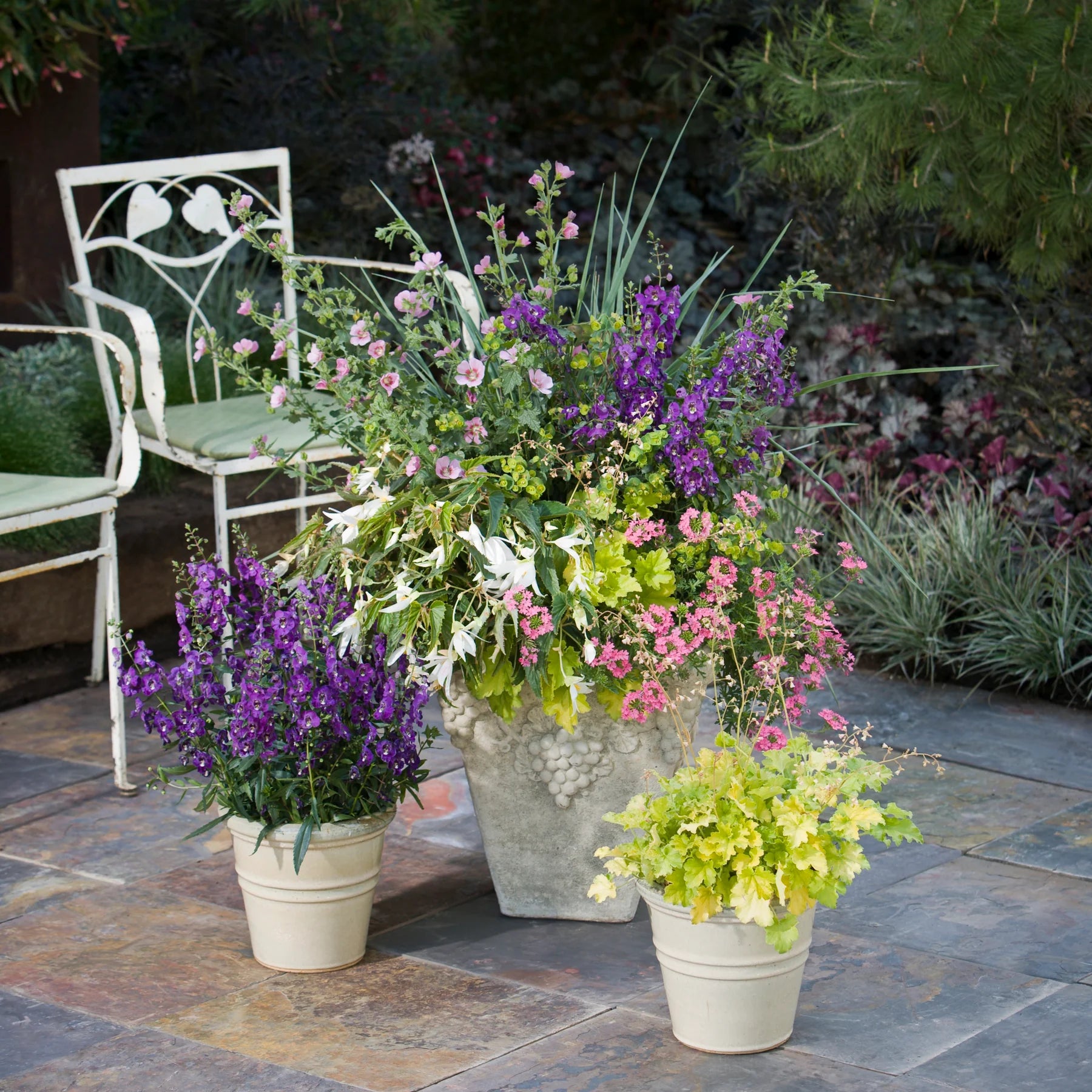 Proven Winners® Dressed Up® 'Ball Gown' Coral Bells (Heuchera)