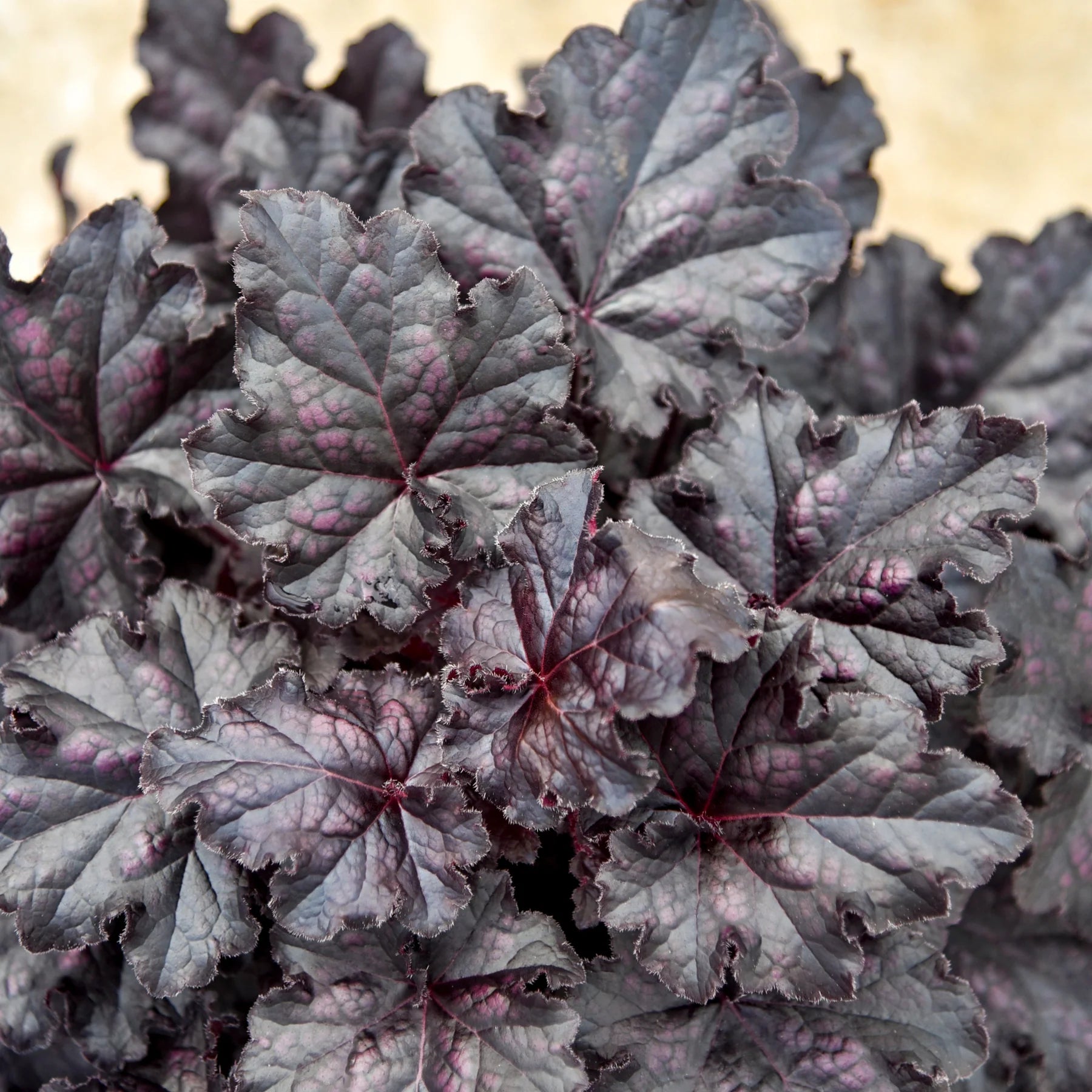 Proven Winners® Dolce® 'Sultry Night' Coral Bells (Heuchera) Proven Winners® New Variety 2026