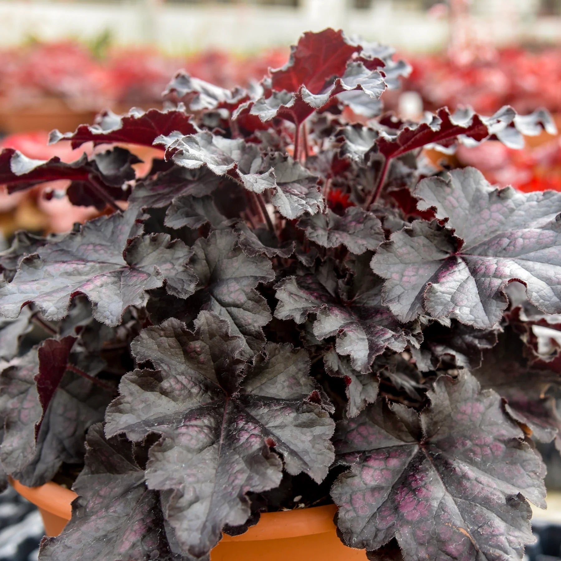 Proven Winners® Dolce® 'Sultry Night' Coral Bells (Heuchera) Proven Winners® New Variety 2026