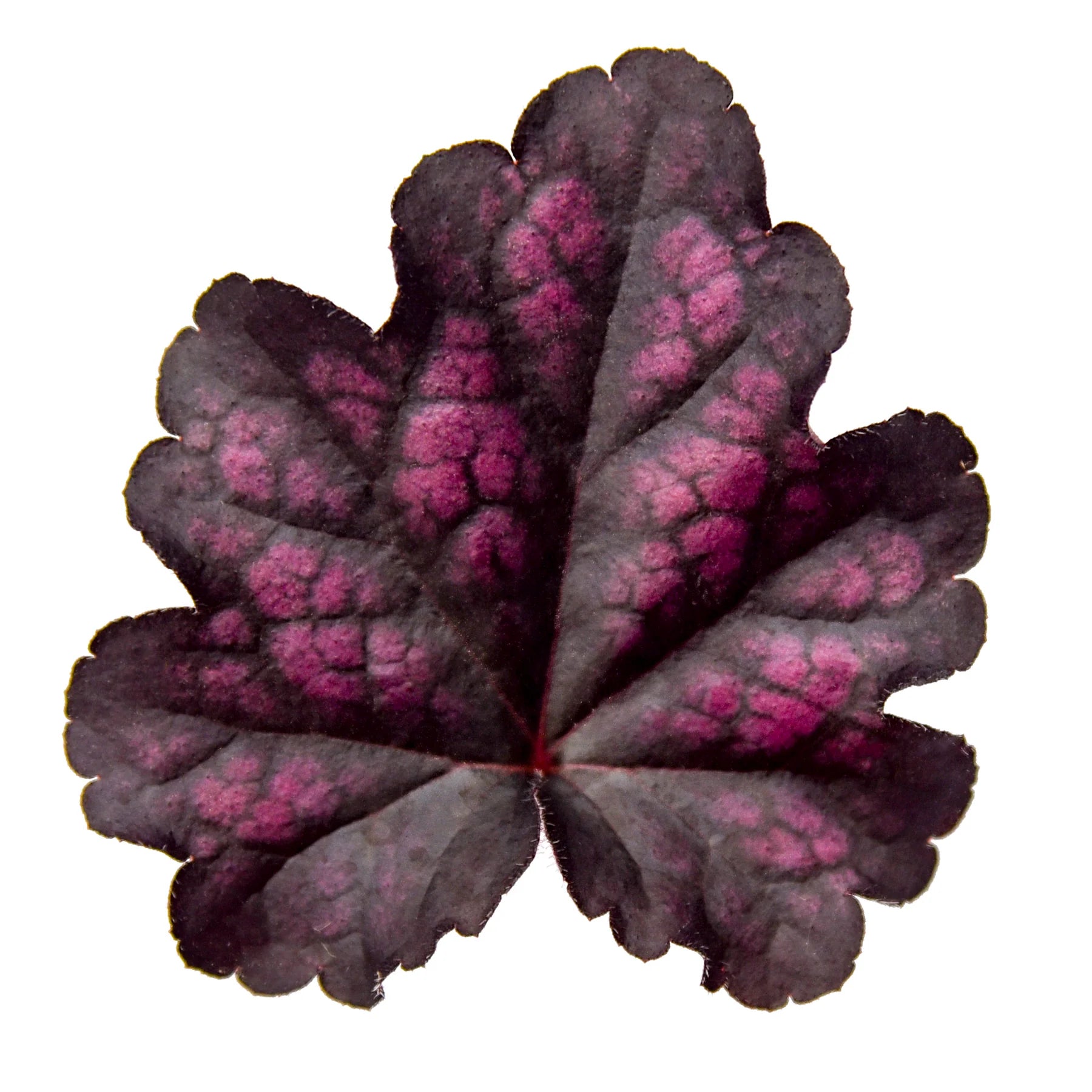 Proven Winners® Dolce® 'Sultry Night' Coral Bells (Heuchera) Proven Winners® New Variety 2026