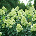 Proven Winners® 'Limelight' Panicle Hydrangea (paniculata)