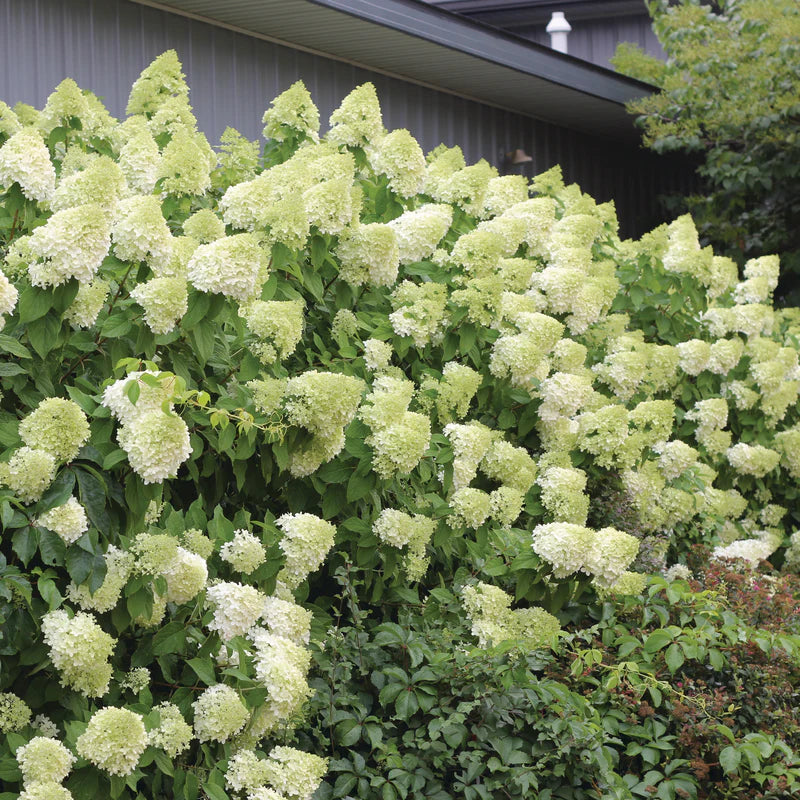 Proven Winners® 'Limelight' Panicle Hydrangea (paniculata)