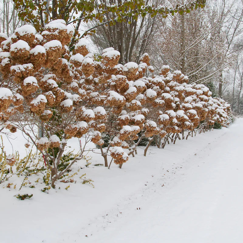 Proven Winners® 'Limelight' Panicle Hydrangea (paniculata)