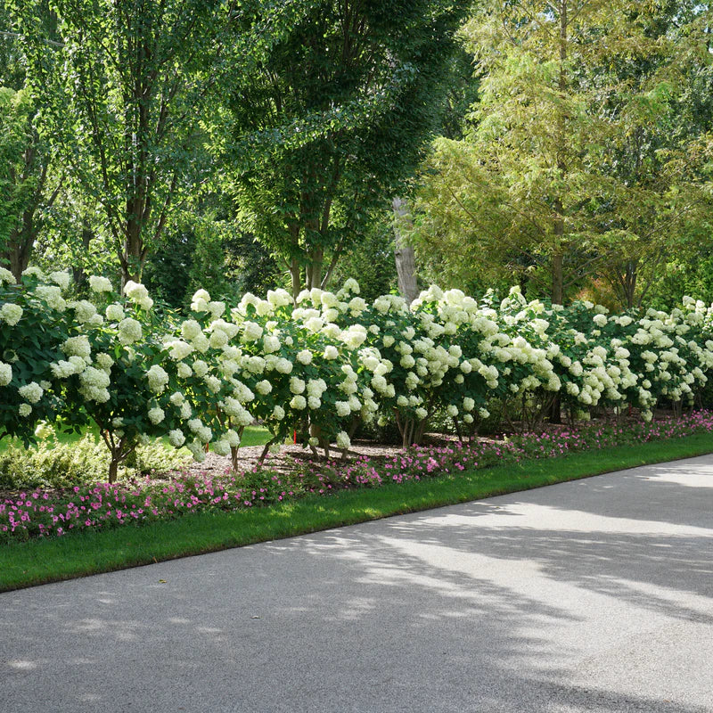 Proven Winners® 'Limelight' Panicle Hydrangea (paniculata)