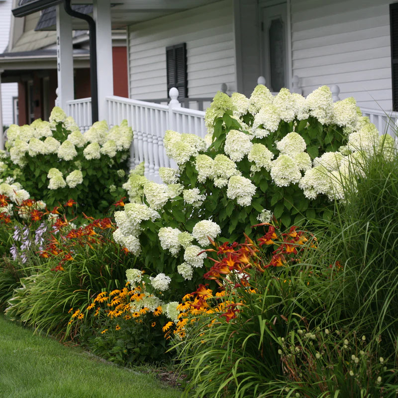 Proven Winners® 'Limelight' Panicle Hydrangea (paniculata)