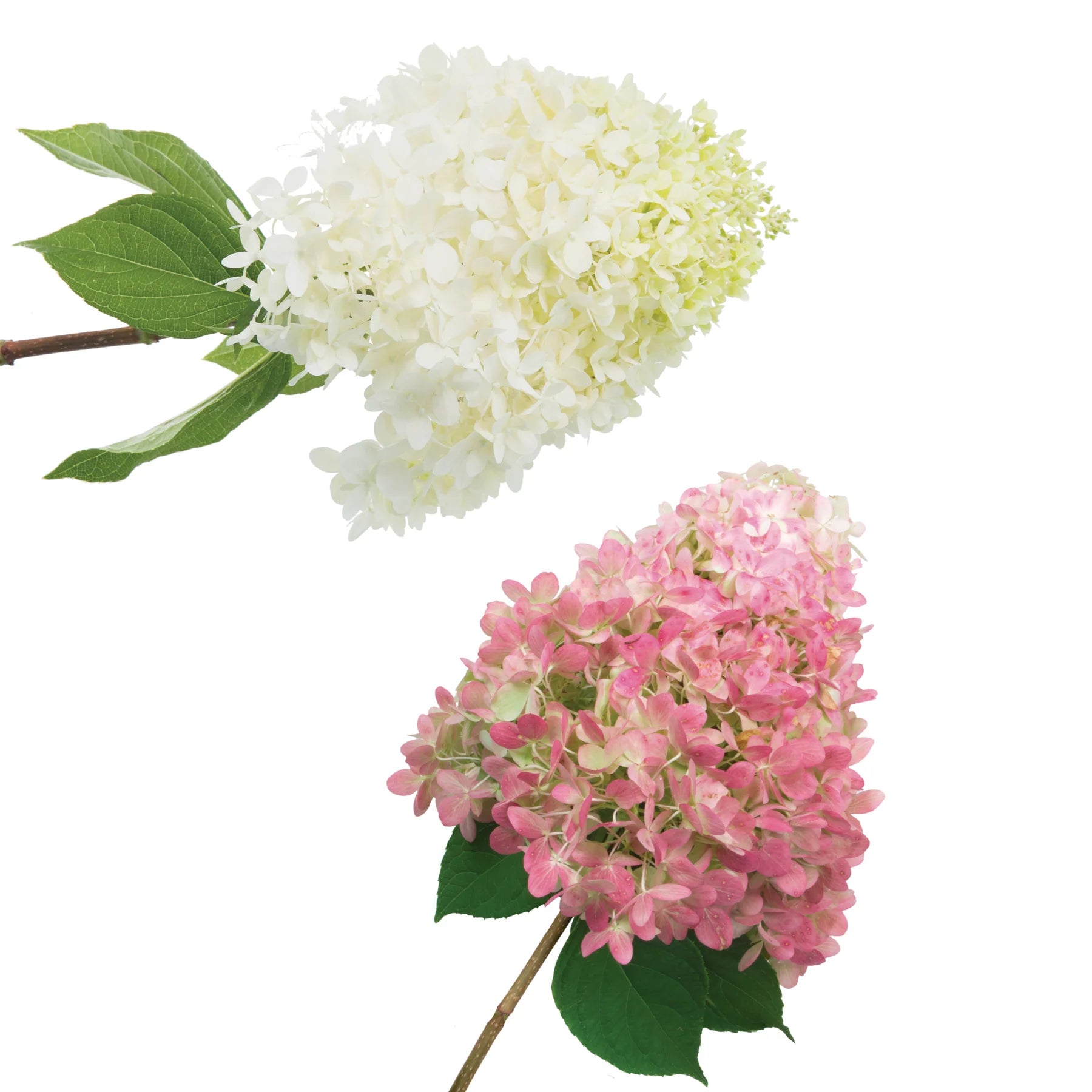 Proven Winners® 'Limelight' Panicle Hydrangea (paniculata)