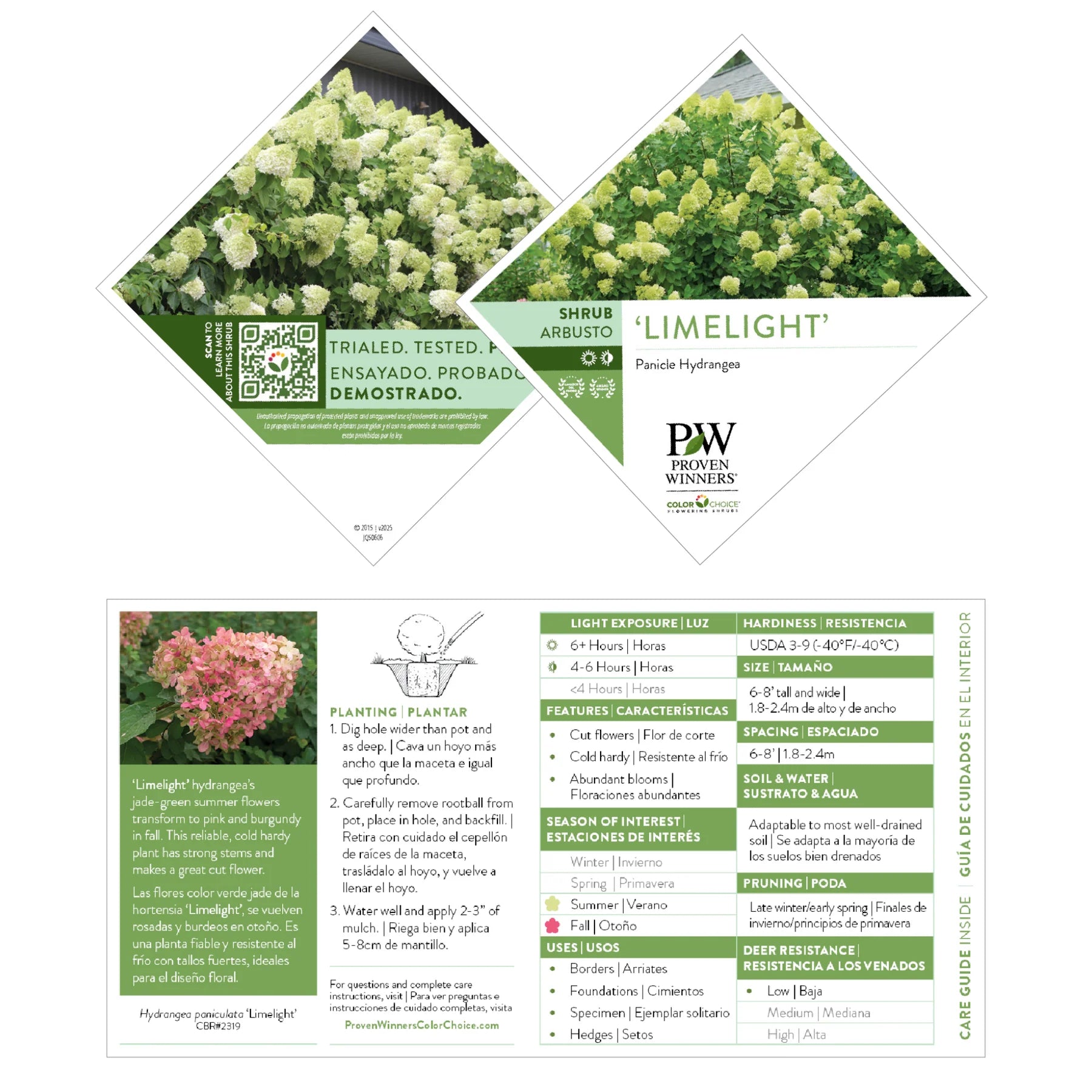 Proven Winners® 'Limelight' Panicle Hydrangea (paniculata)