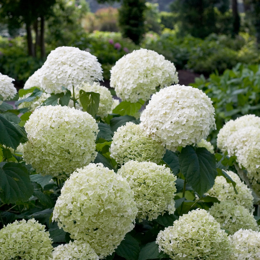 Proven Winners® Incrediball® Smooth Hydrangea (arborescens)