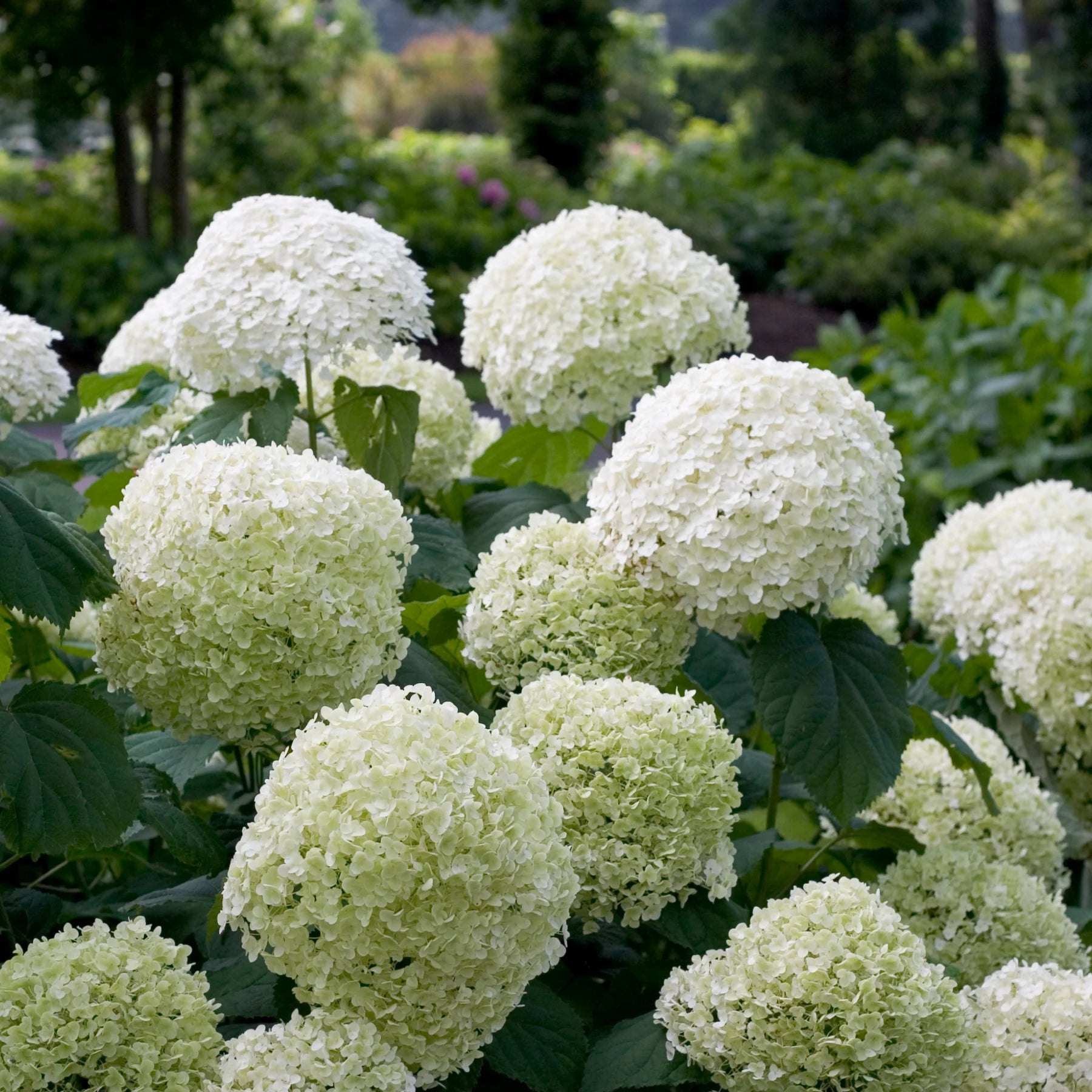 Proven Winners® Incrediball® Smooth Hydrangea (arborescens)