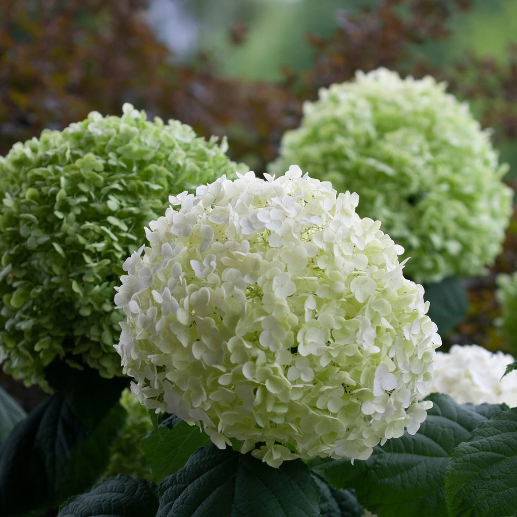 Proven Winners® Incrediball® Smooth Hydrangea (arborescens)