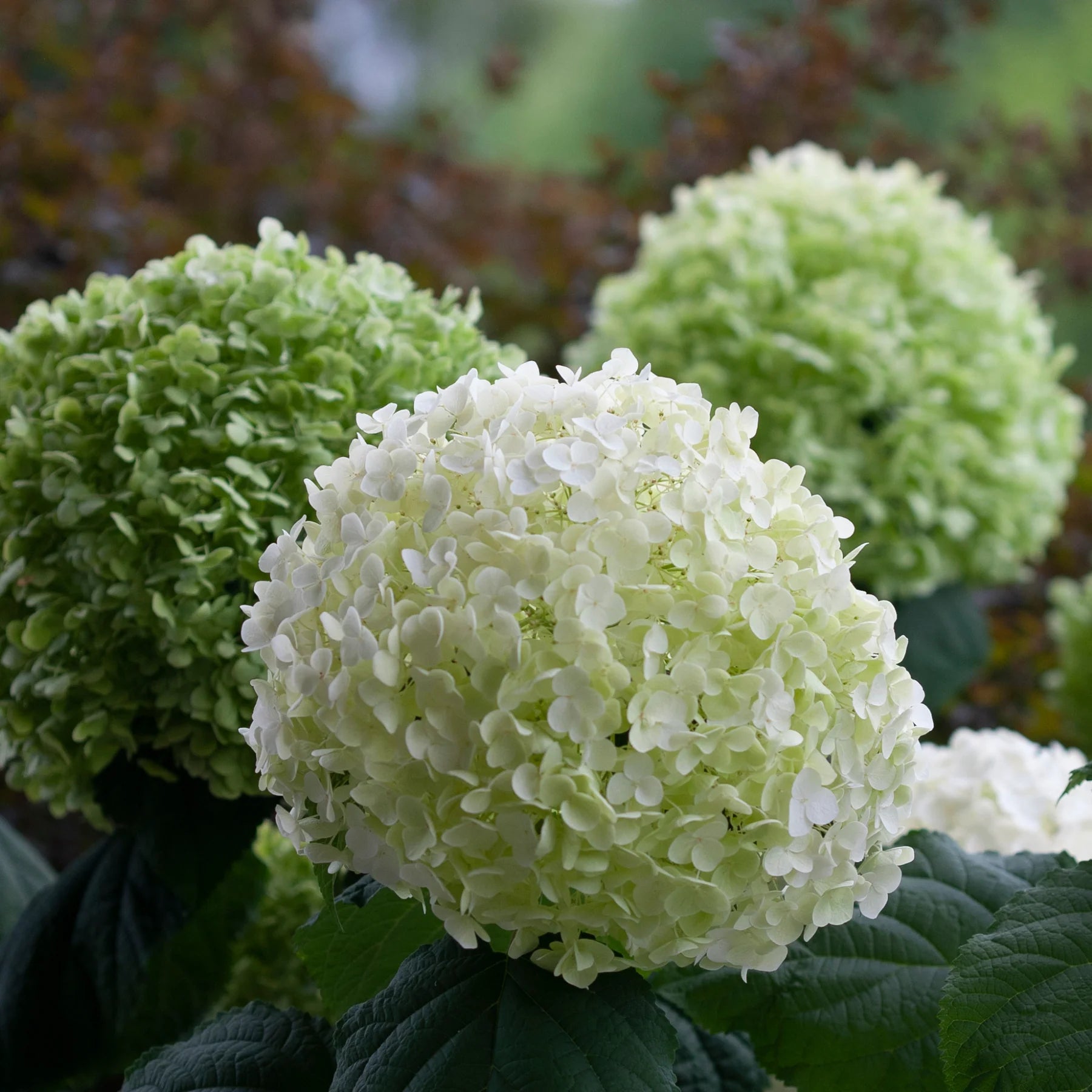Proven Winners® Incrediball® Smooth Hydrangea (arborescens)