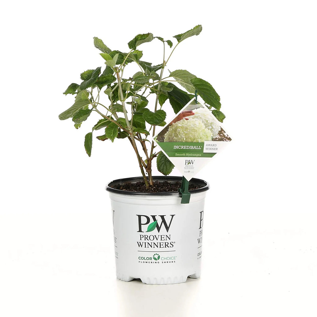 Proven Winners® Incrediball® Smooth Hydrangea (arborescens)