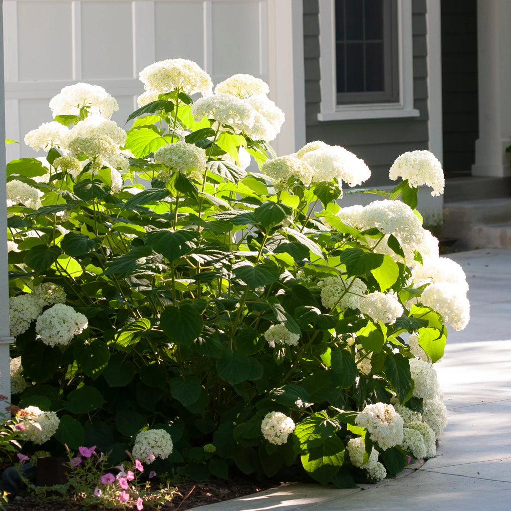 Proven Winners® Incrediball® Smooth Hydrangea (arborescens)