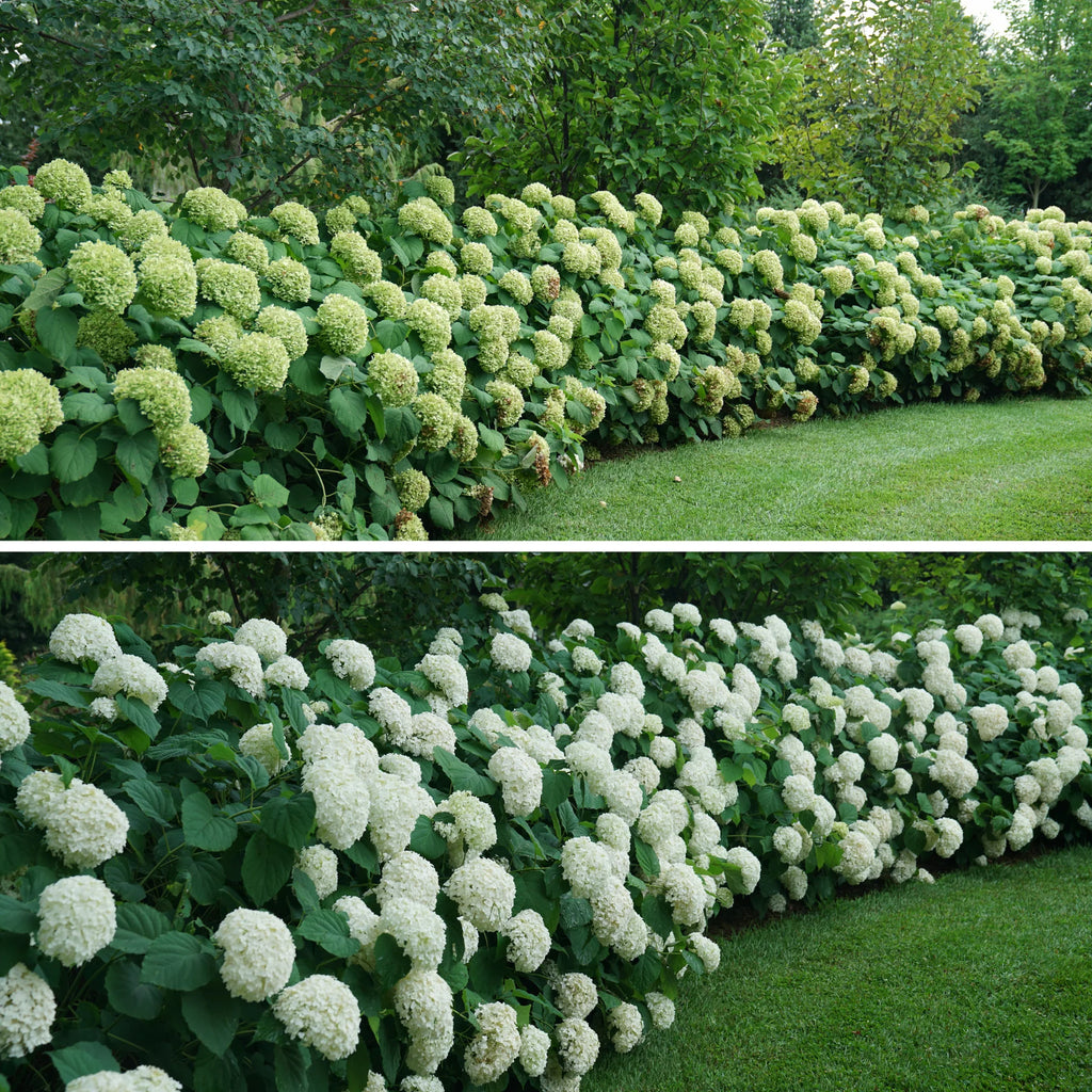 Proven Winners® Incrediball® Smooth Hydrangea (arborescens)