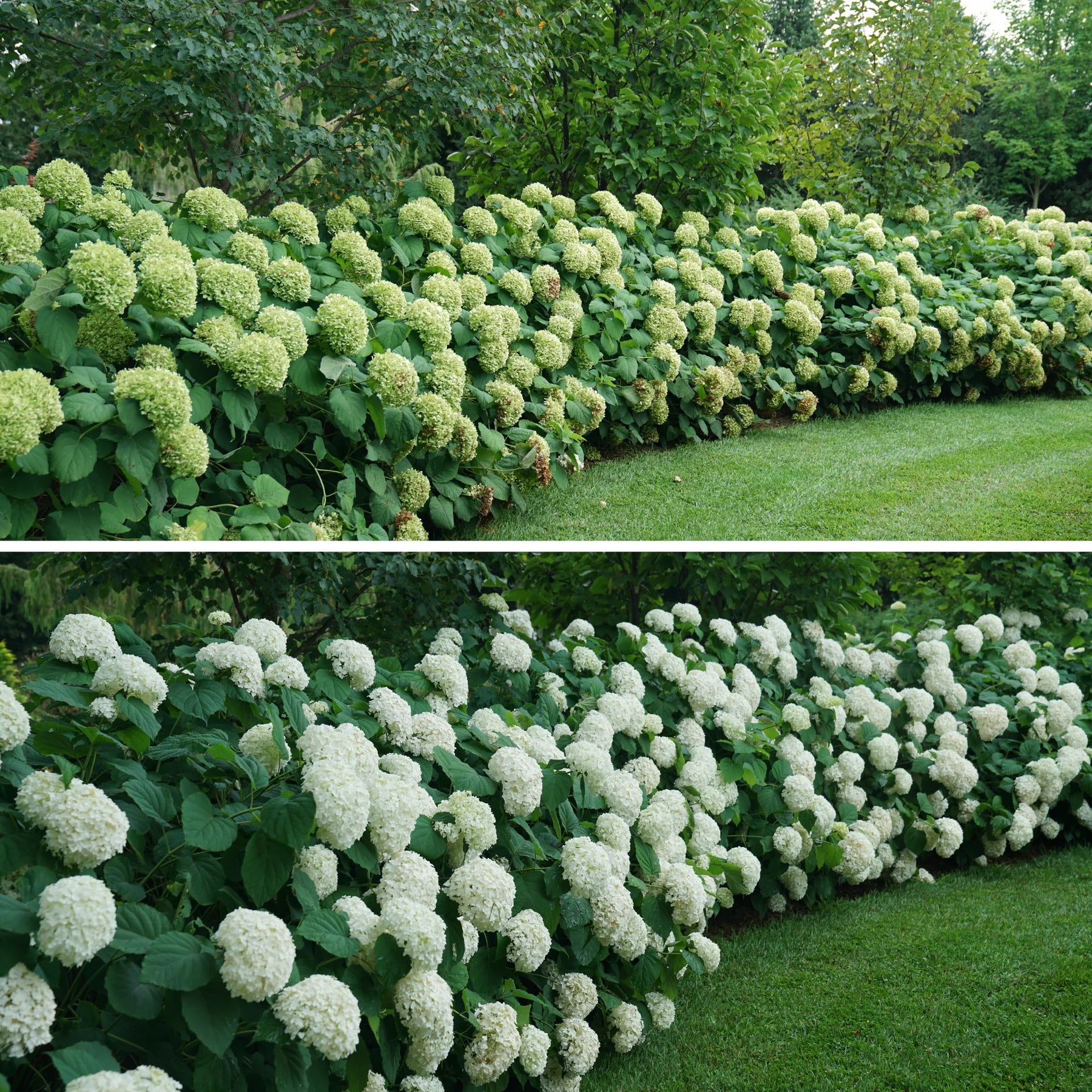Proven Winners® Incrediball® Smooth Hydrangea (arborescens)