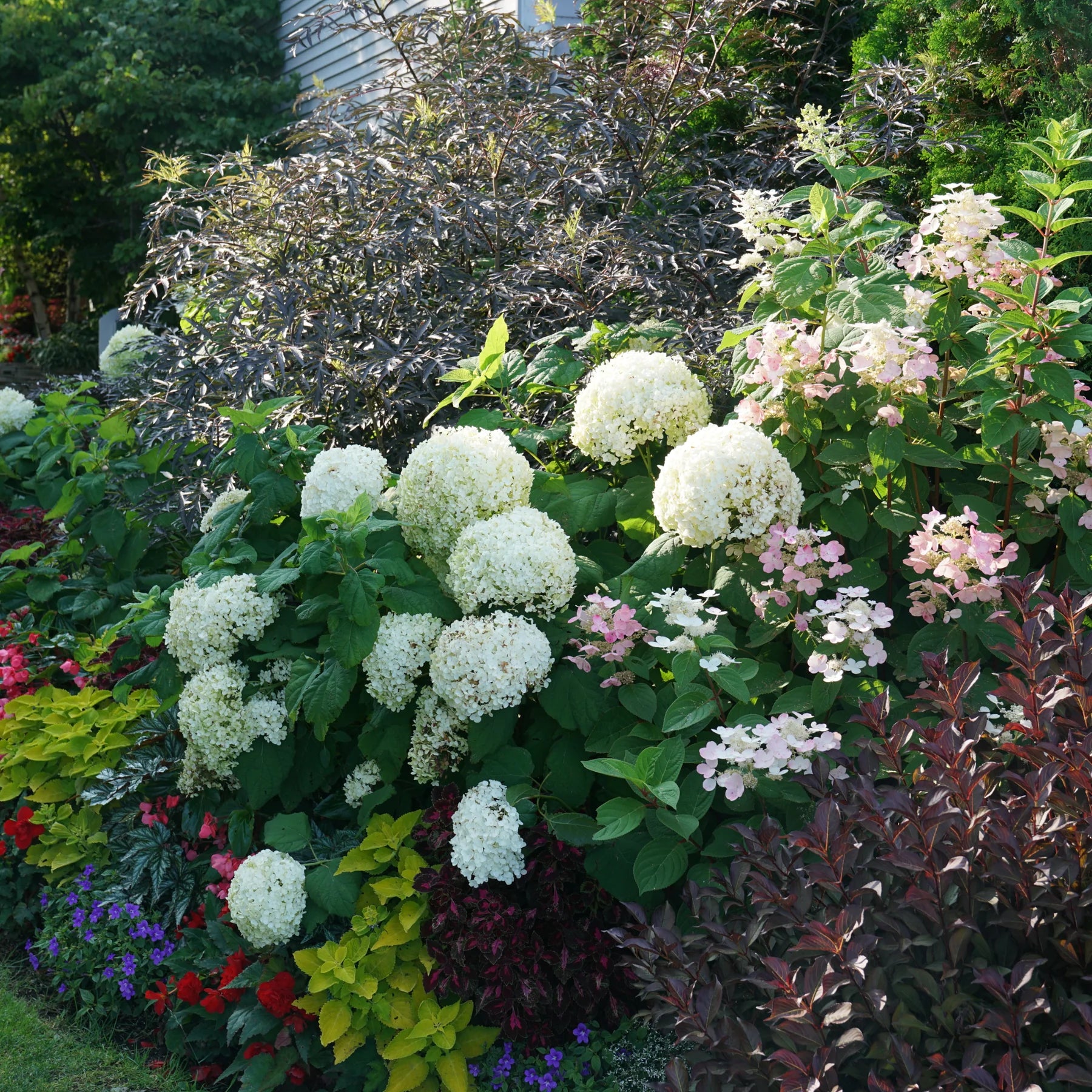 Proven Winners® Incrediball® Smooth Hydrangea (arborescens)