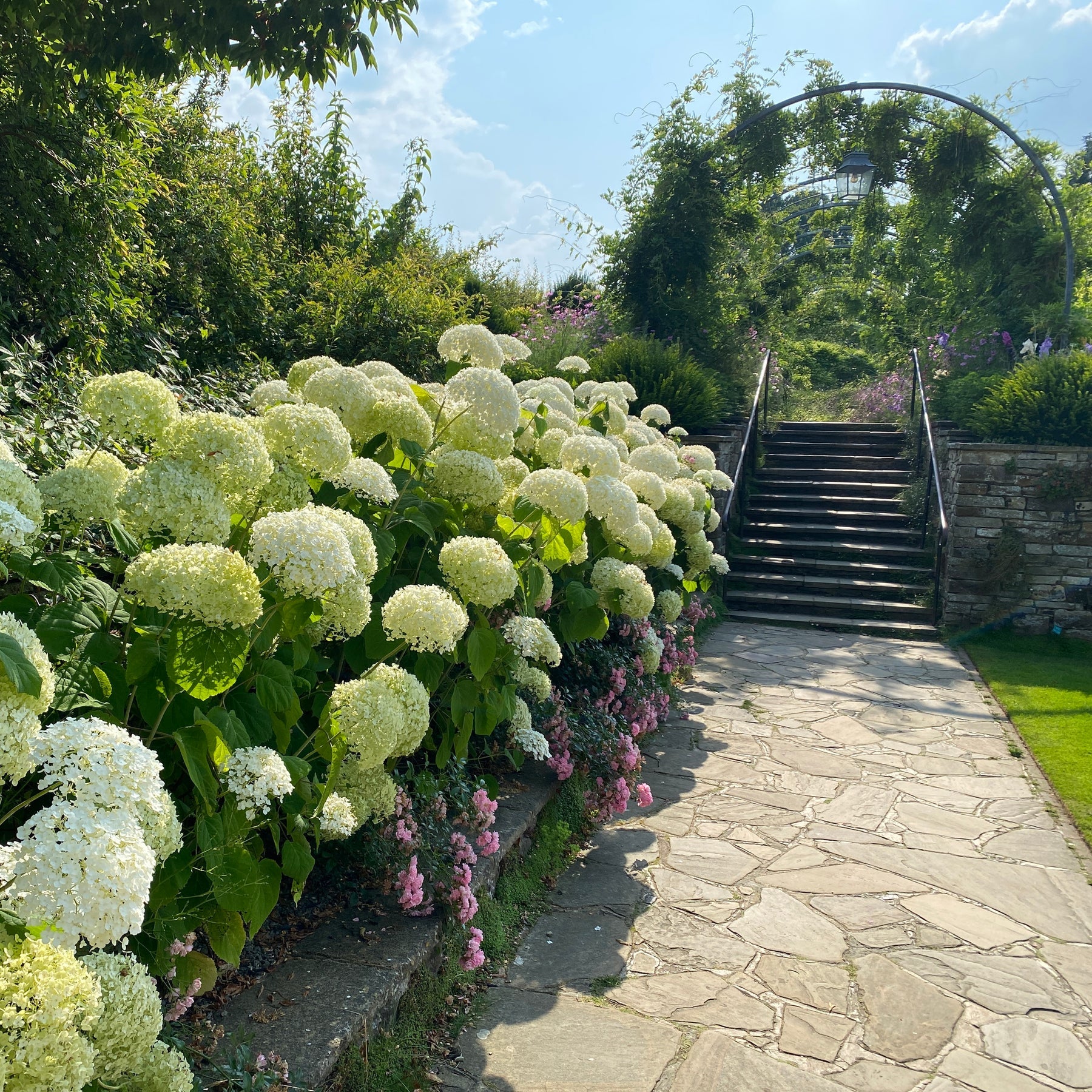 Proven Winners® Incrediball® Smooth Hydrangea (arborescens)