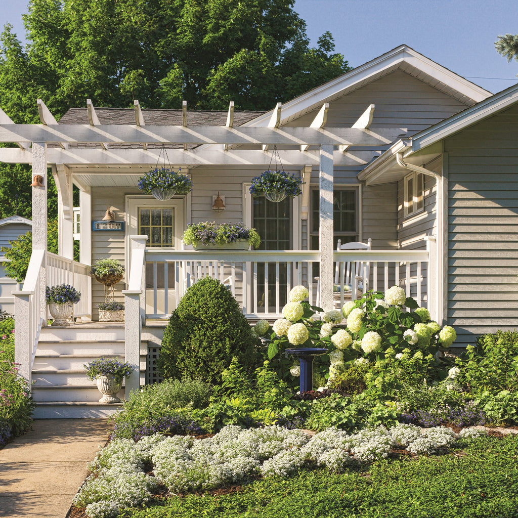 Proven Winners® Incrediball® Smooth Hydrangea (arborescens)