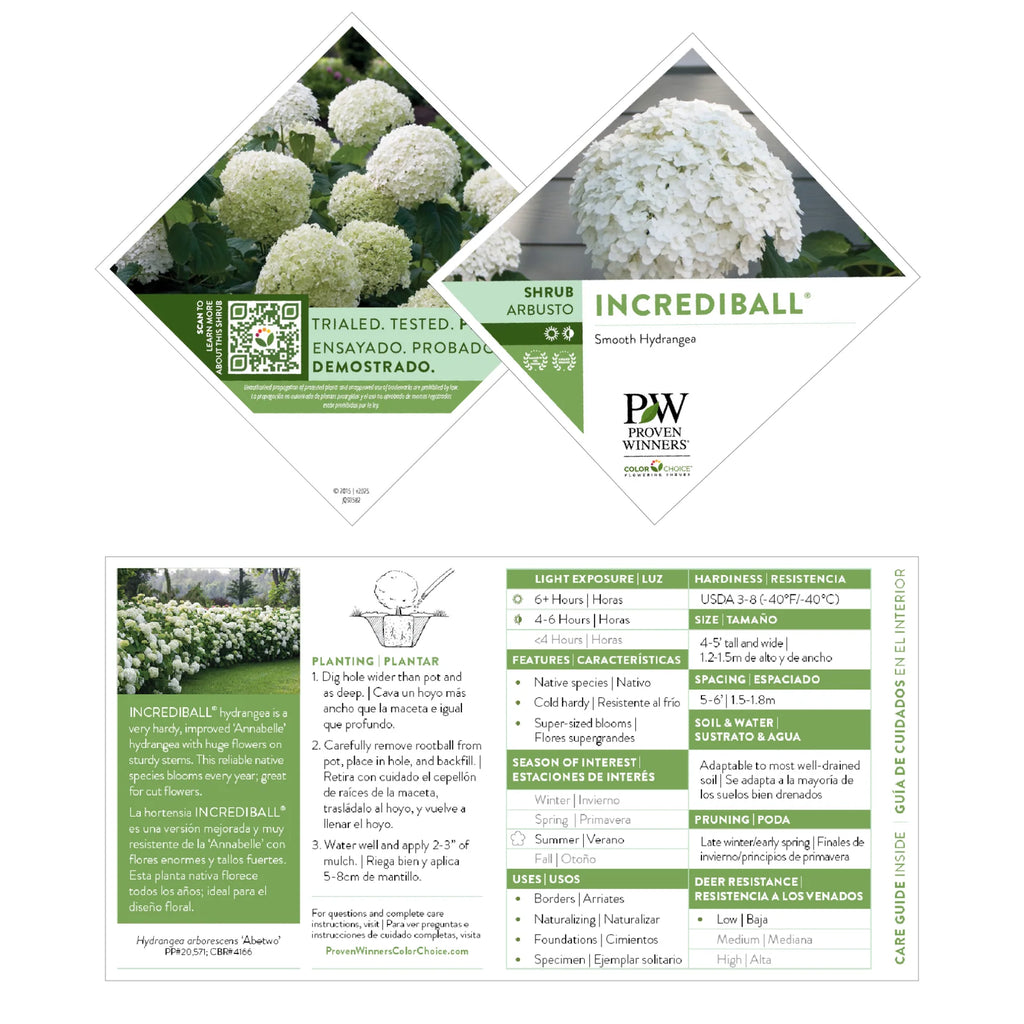 Proven Winners® Incrediball® Smooth Hydrangea (arborescens)