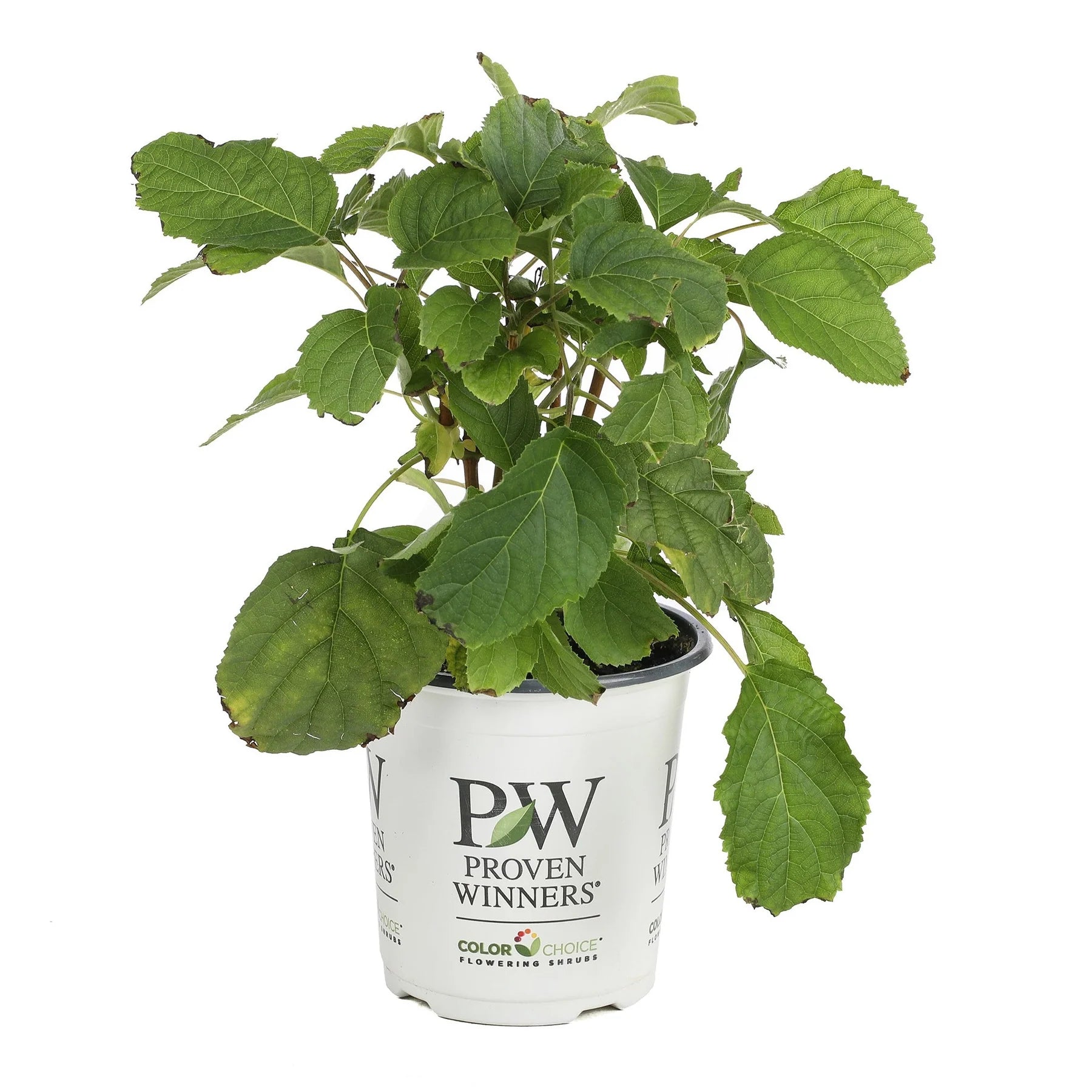 Proven Winners® Incrediball® Smooth Hydrangea (arborescens)
