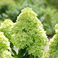 Proven Winners® Little Lime® Panicle Hydrangea (paniculata)