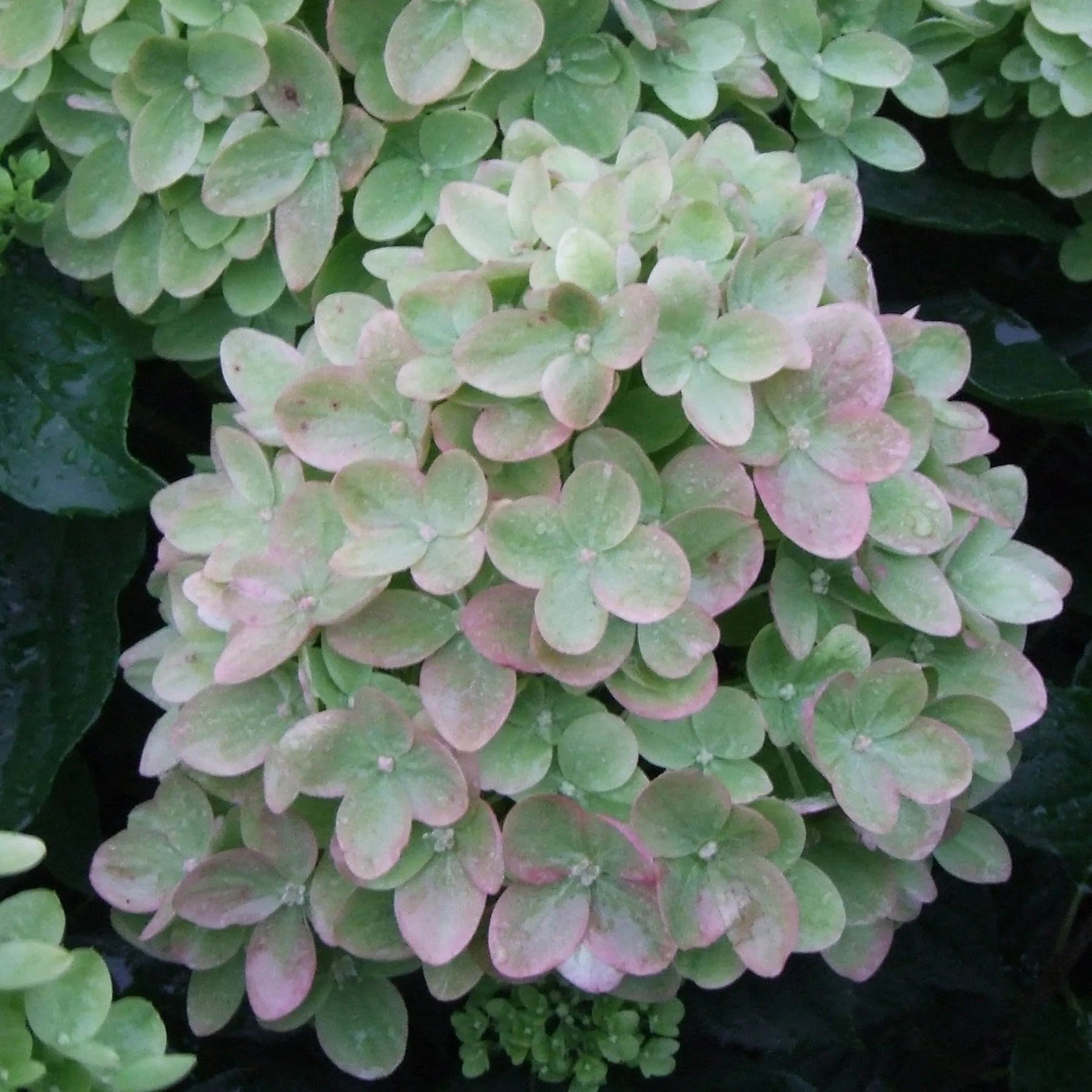 Proven Winners® Little Lime® Panicle Hydrangea (paniculata)