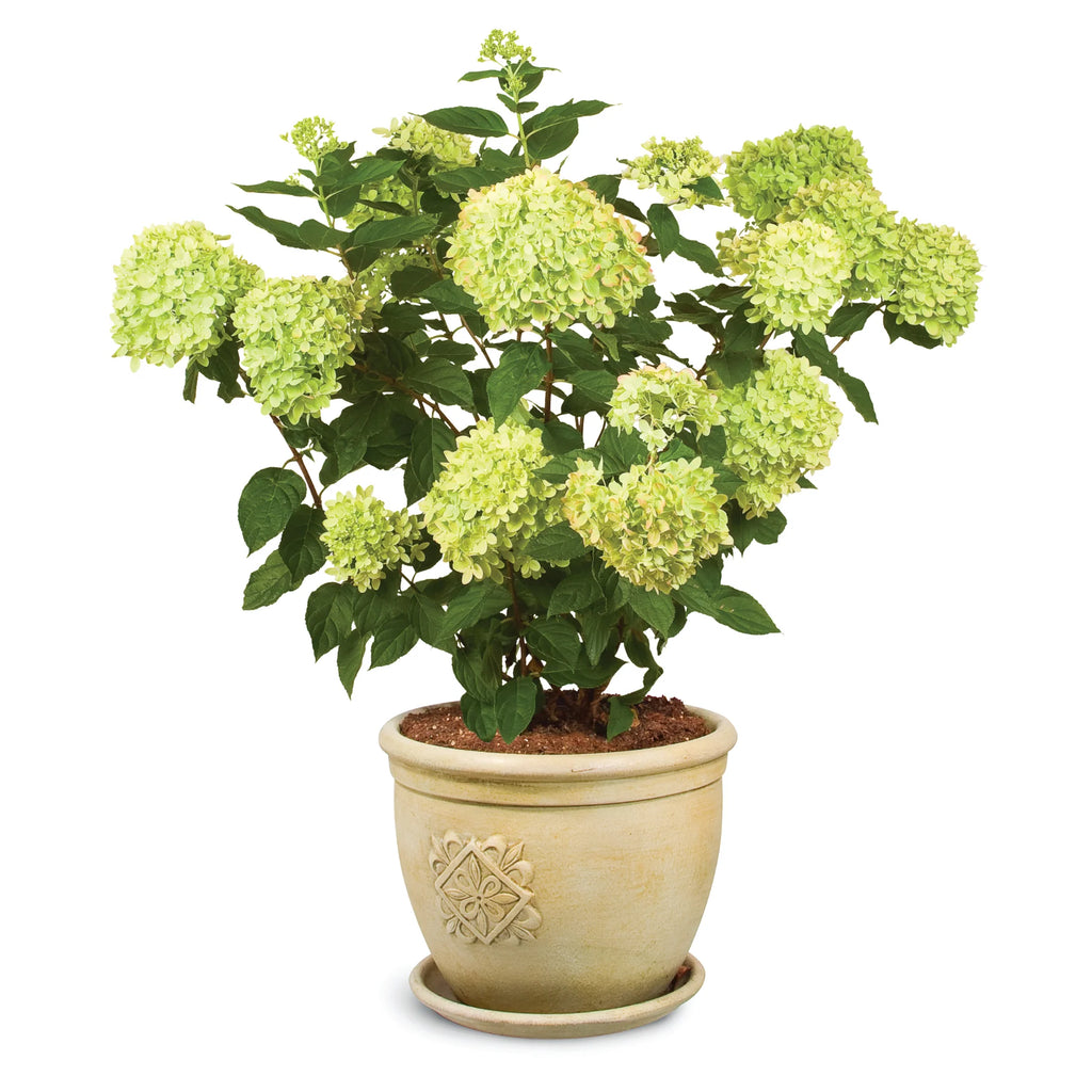 Proven Winners® Little Lime® Panicle Hydrangea (paniculata)