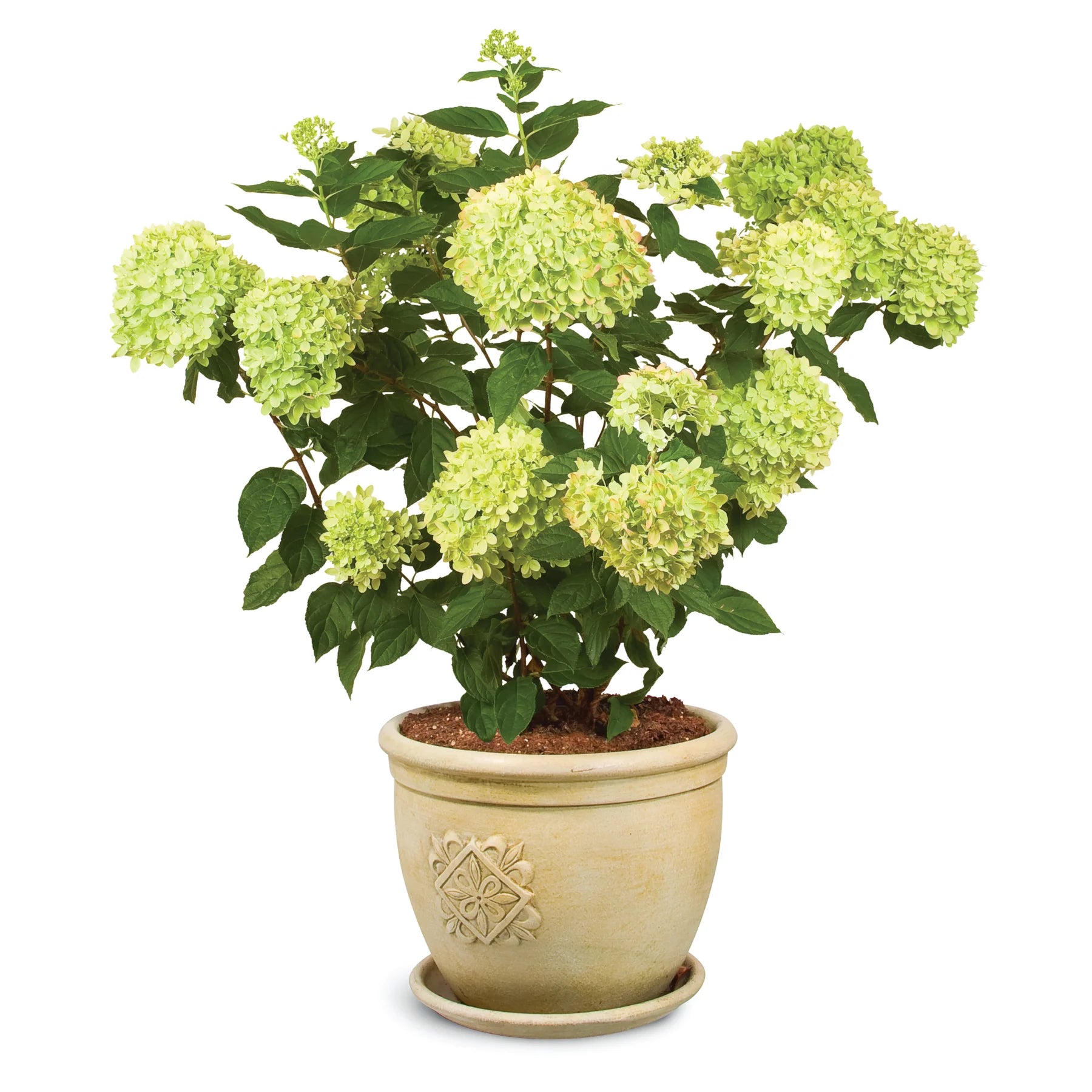 Proven Winners® Little Lime® Panicle Hydrangea (paniculata)
