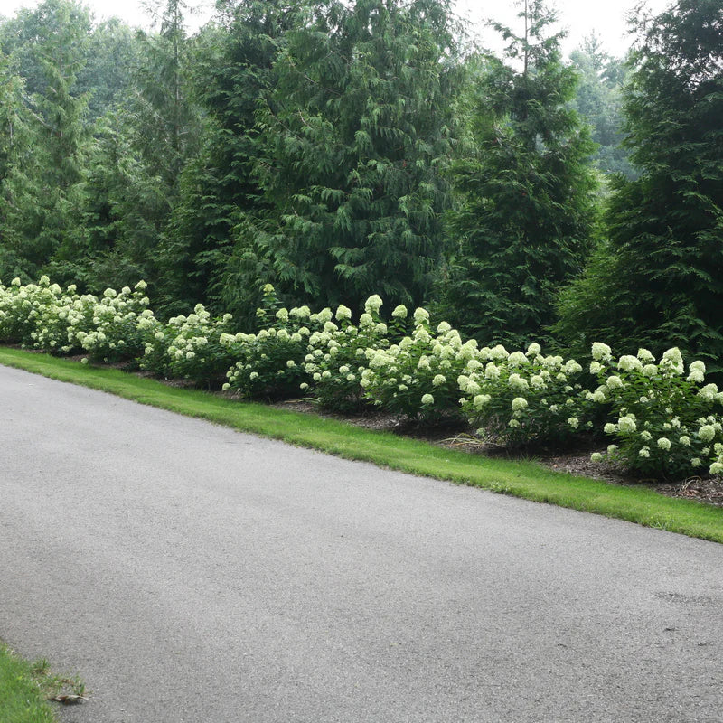 Proven Winners® Little Lime® Panicle Hydrangea (paniculata)