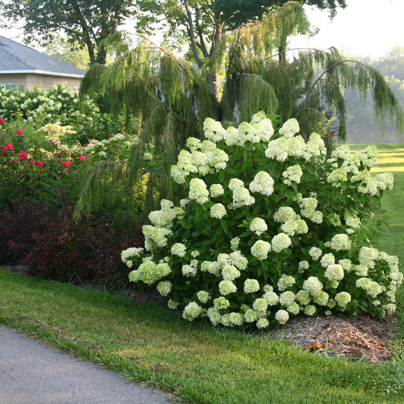 Proven Winners® Little Lime® Panicle Hydrangea (paniculata)