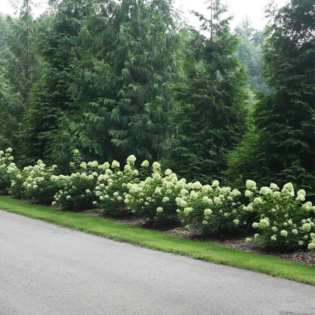 Proven Winners® Little Lime® Panicle Hydrangea (paniculata)