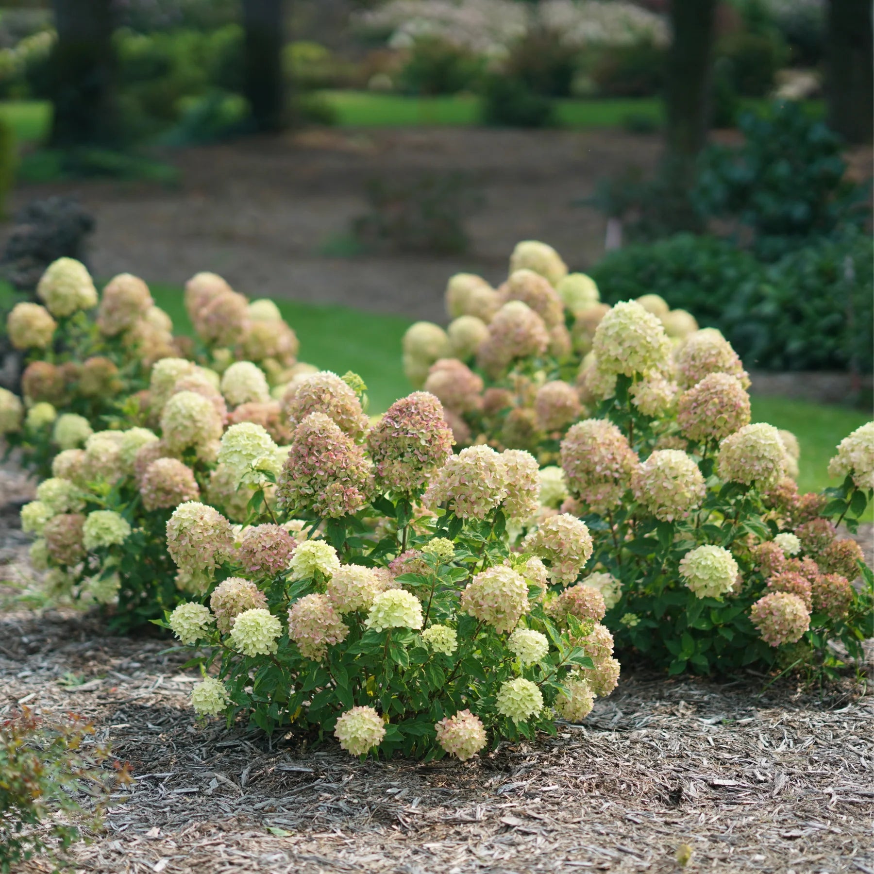 Proven Winners® Little Lime® Panicle Hydrangea (paniculata)