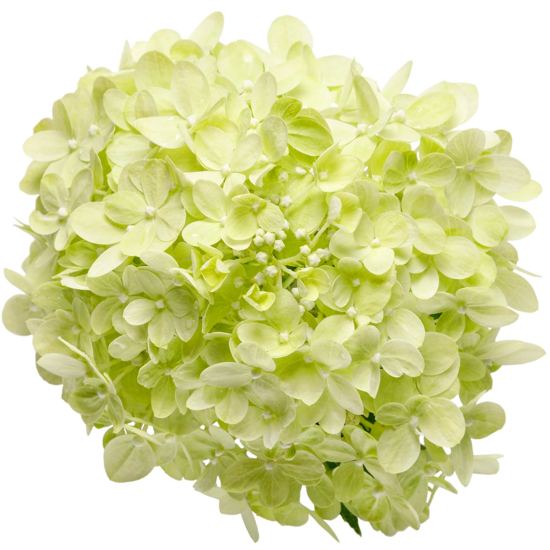 Proven Winners® Little Lime® Panicle Hydrangea (paniculata)