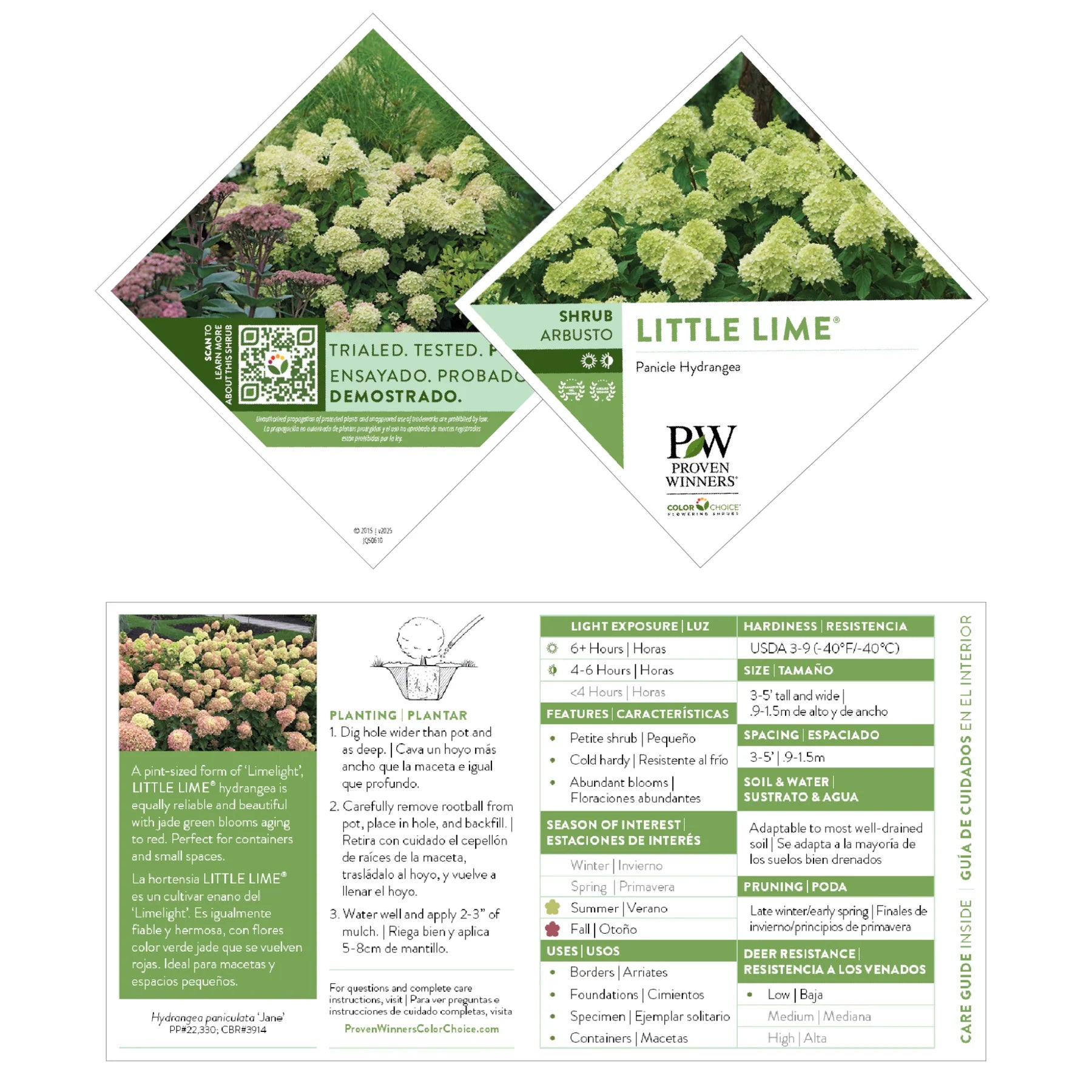 Proven Winners® Little Lime® Panicle Hydrangea (paniculata)