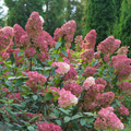 Proven Winners® Fire Light® Panicle Hydrangea (paniculata)