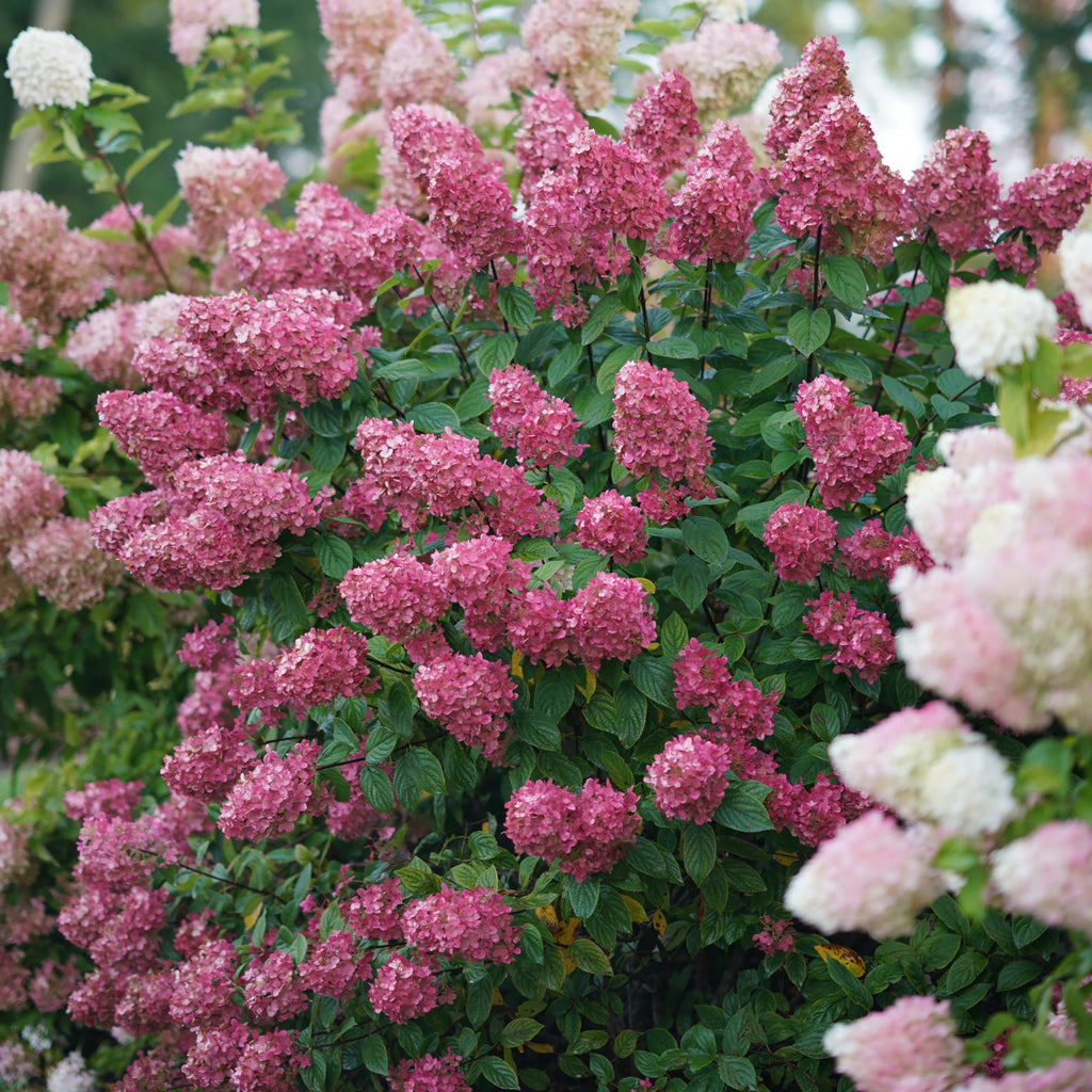 Proven Winners® Fire Light® Panicle Hydrangea (paniculata)