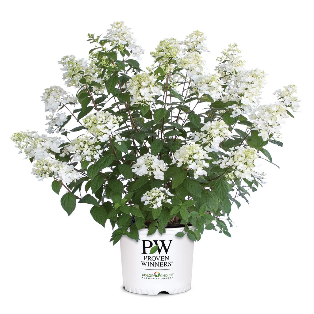 Proven Winners® Fire Light® Panicle Hydrangea (paniculata)